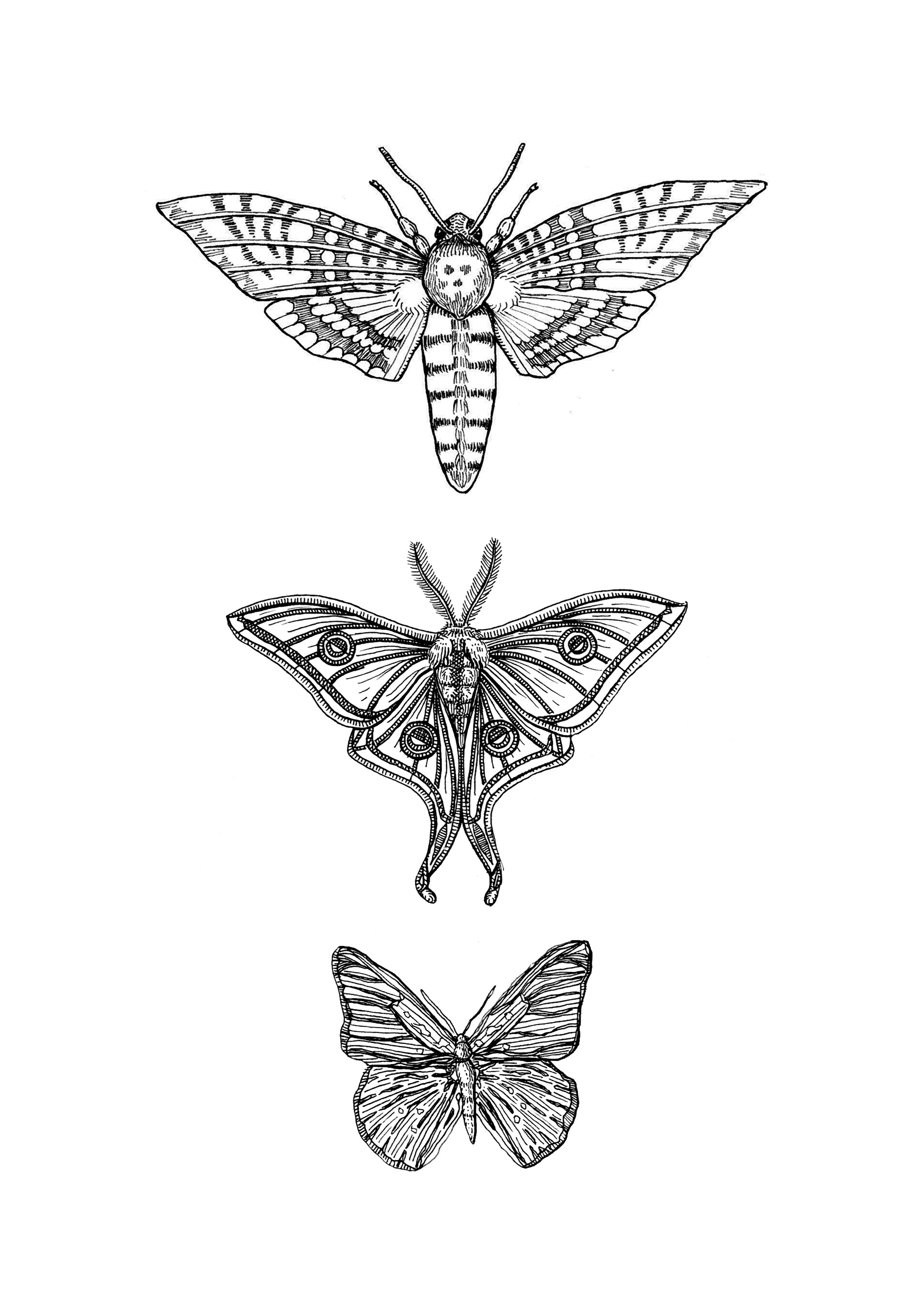 moth mix.png