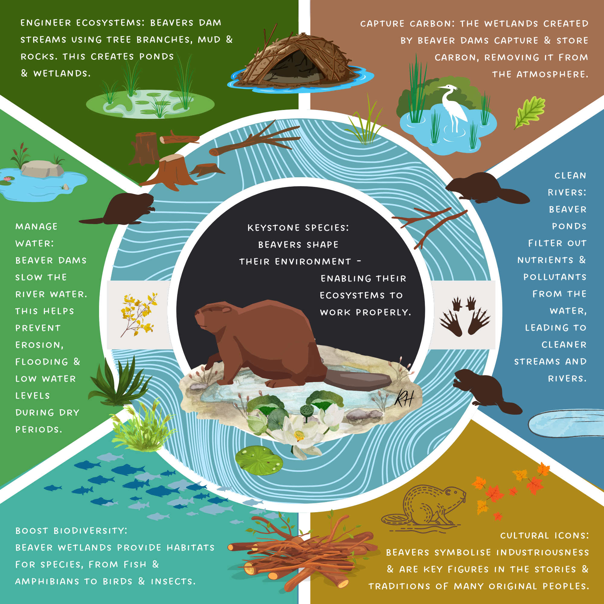 Keystone species: Beavers