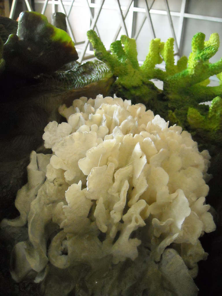 w.pg.coral and aquatic.samoa 2.JPG