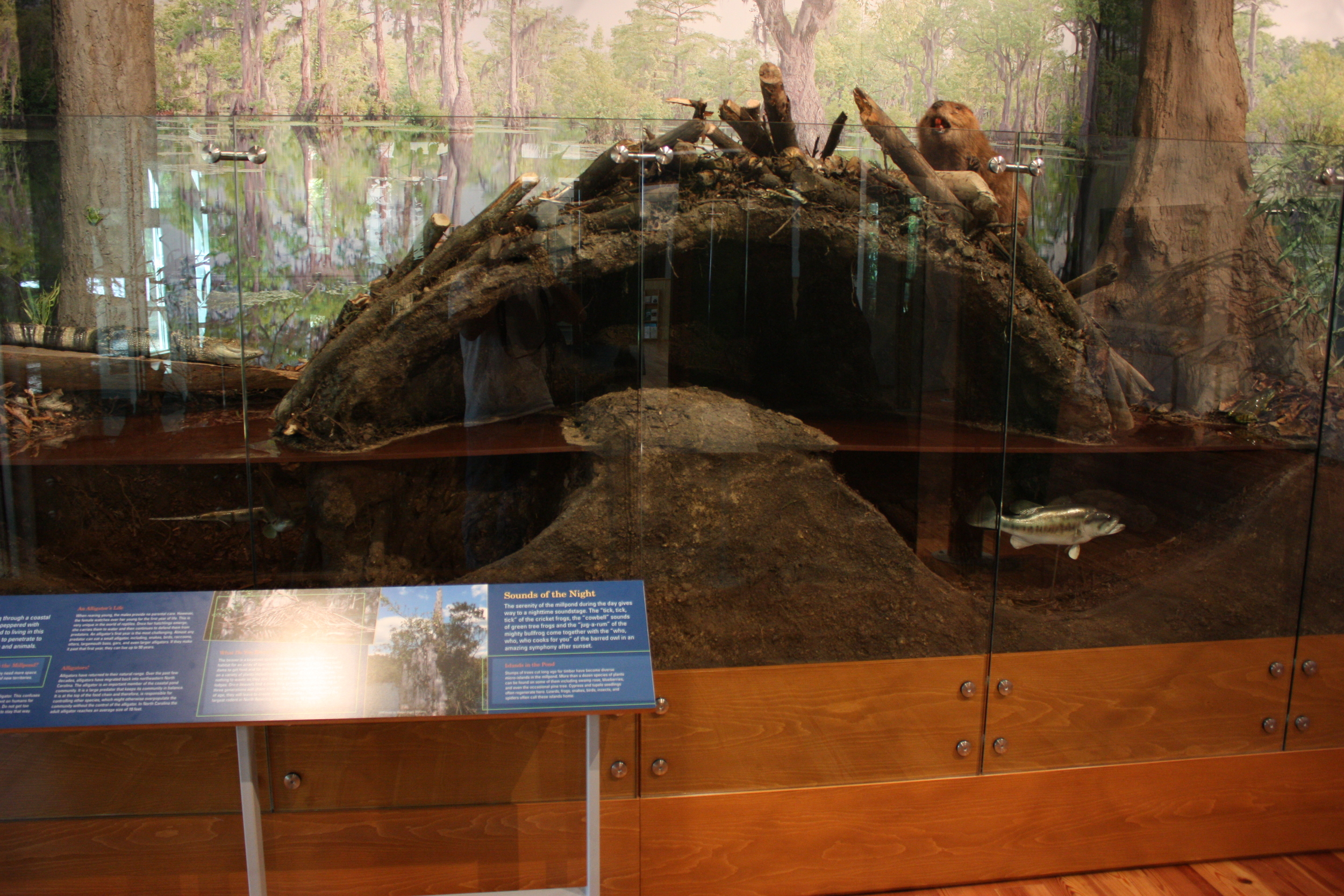 w.pg.natural history.beaver dam.jpg