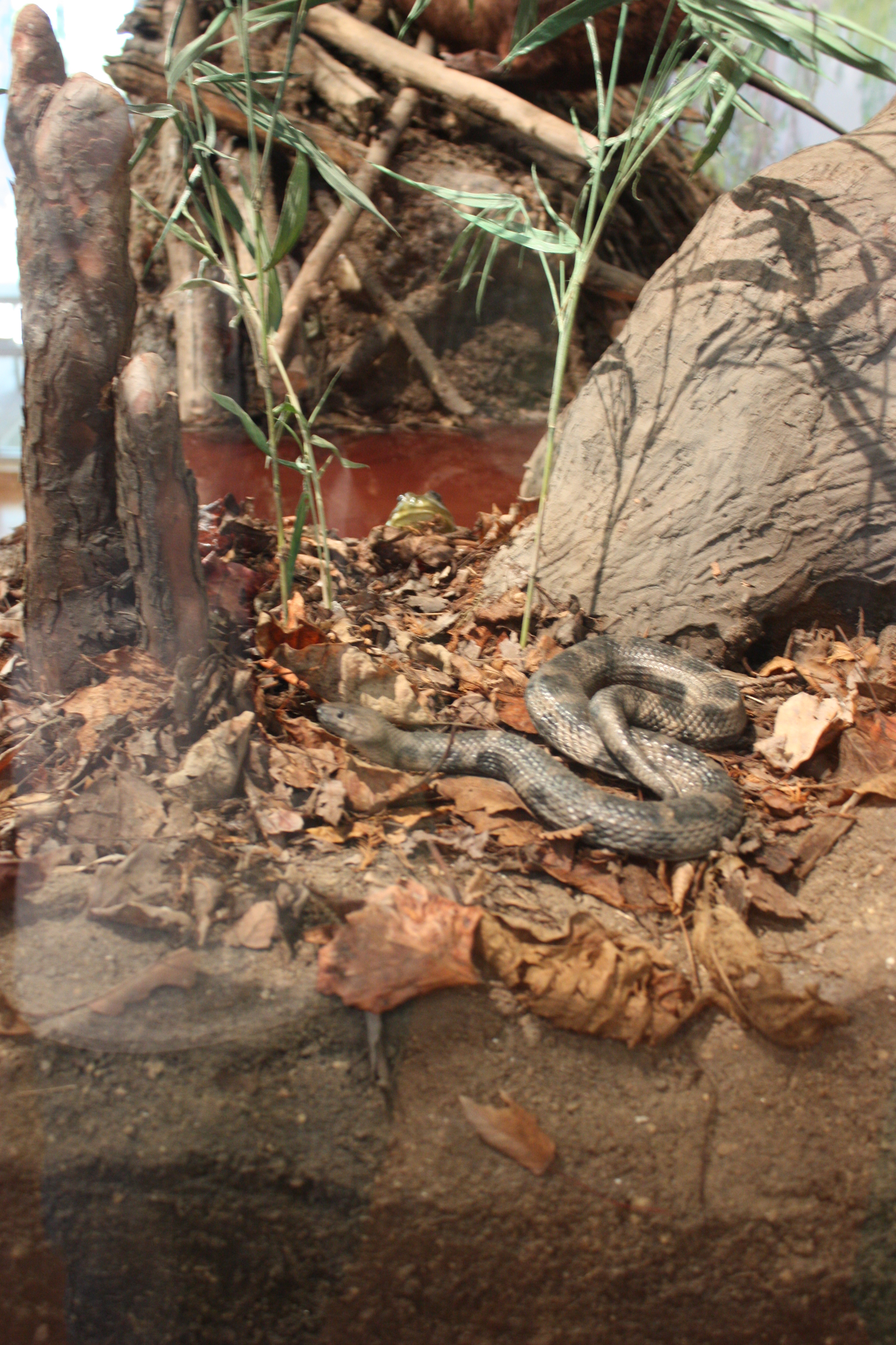 w.pg.natural history.snake swamp.jpg