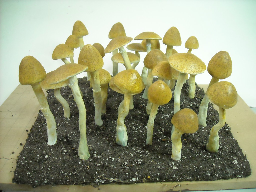 w.pg.plant life repro mushrooms.JPG