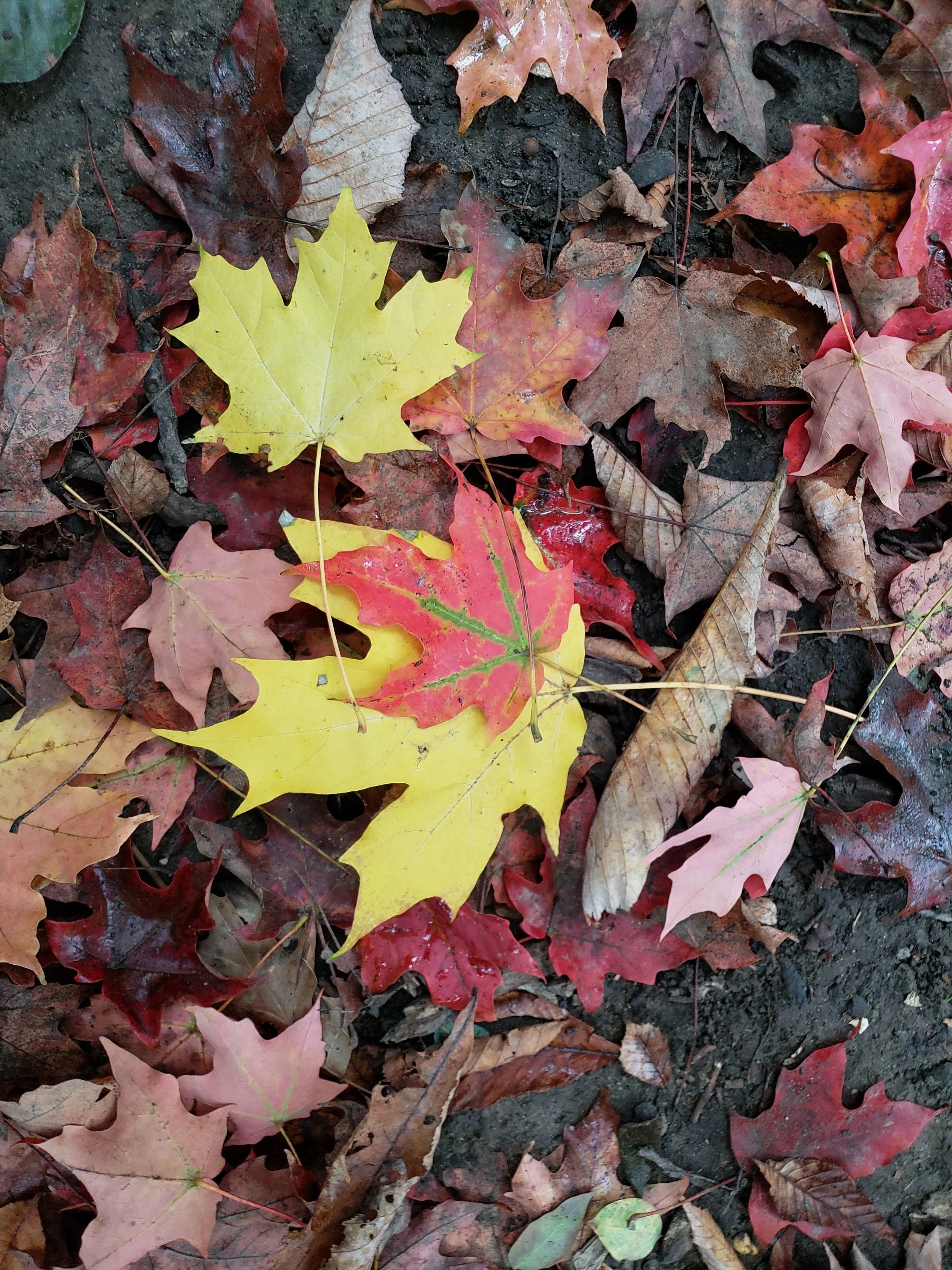 20181015_155926.jpg