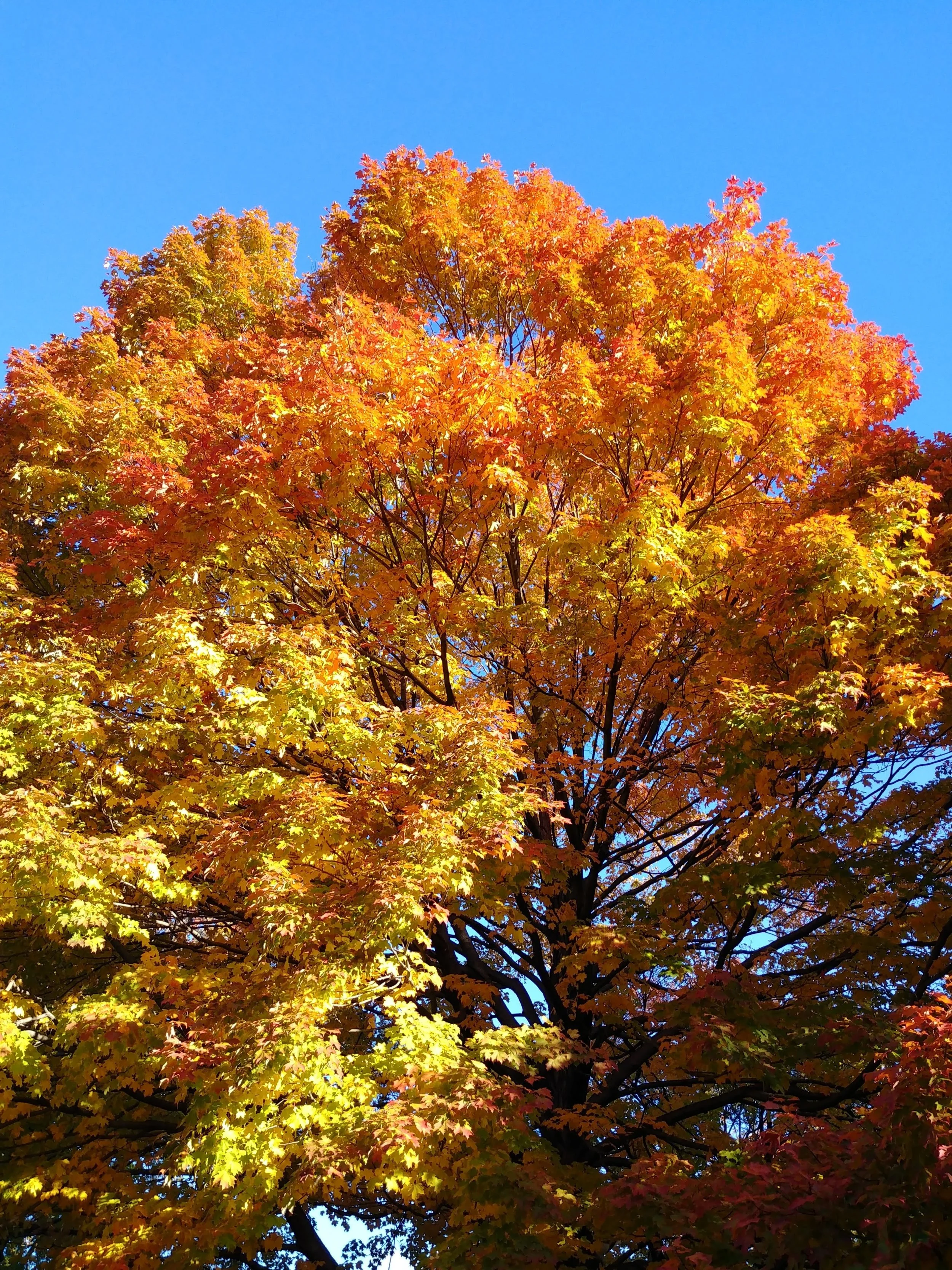 20181030_085308_HDR.jpg