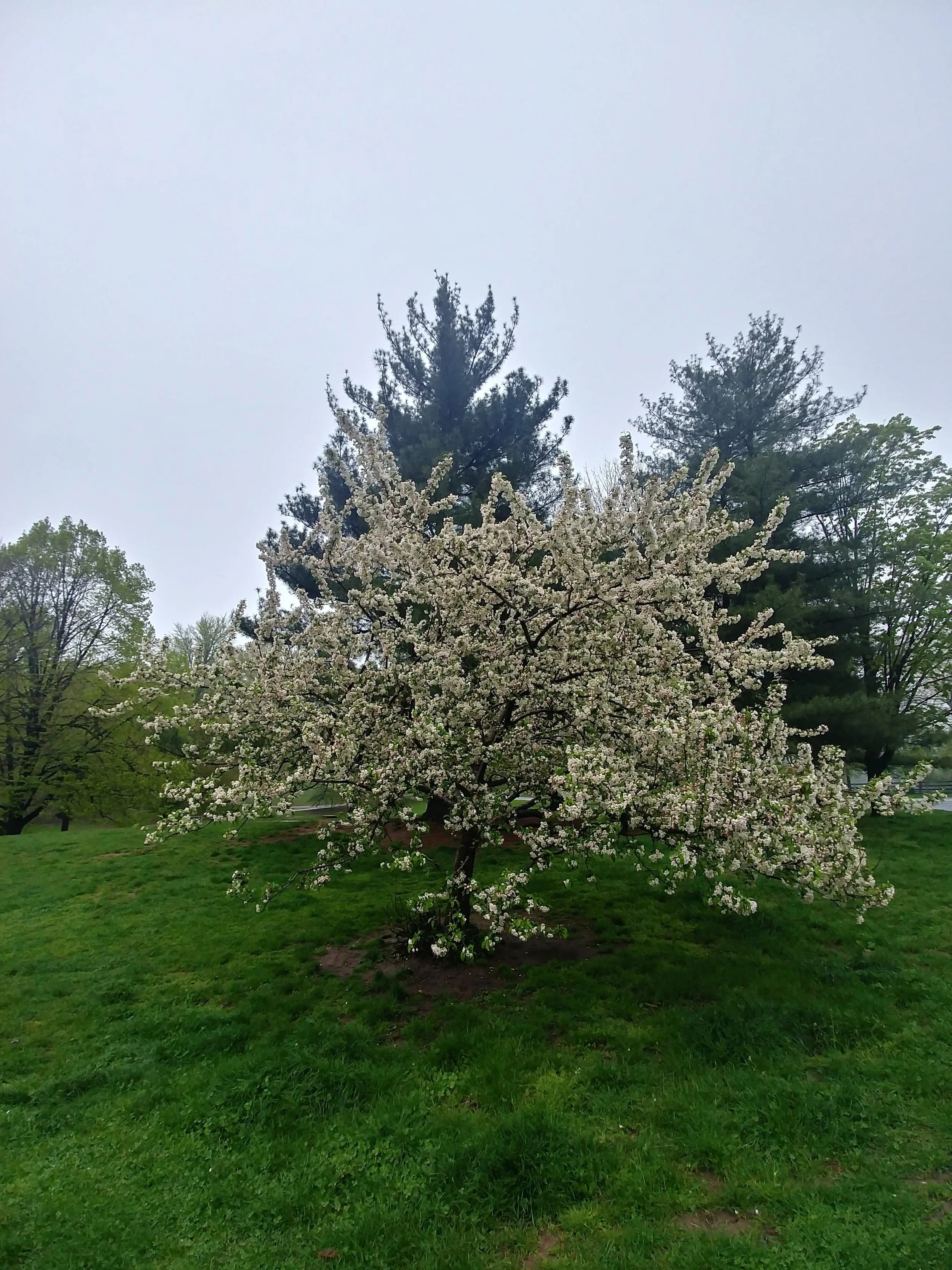 20190426_164946_HDR.jpg