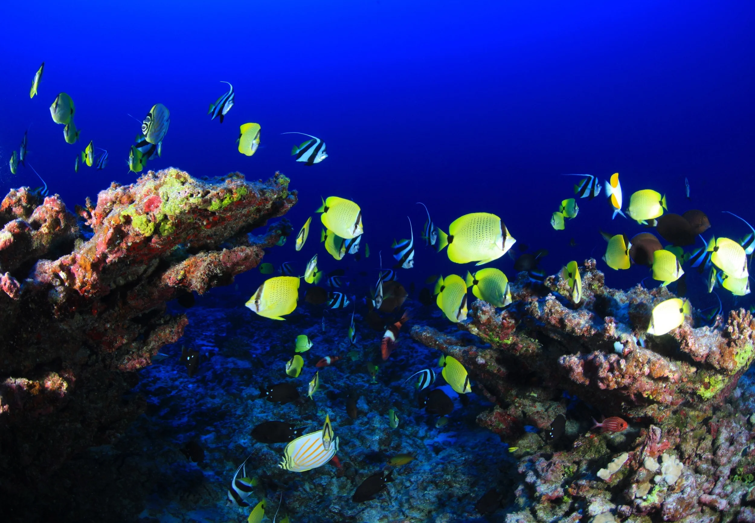 tropical-1034019.jpg