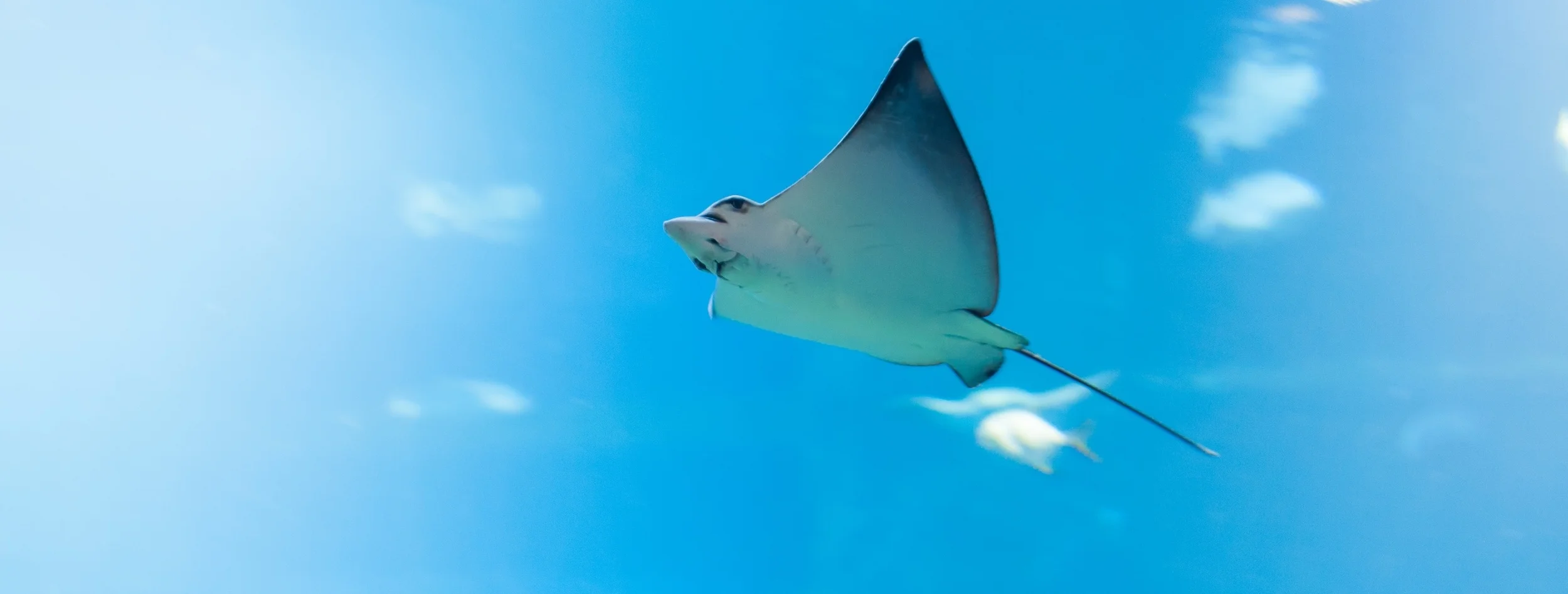 ray-954352.jpg