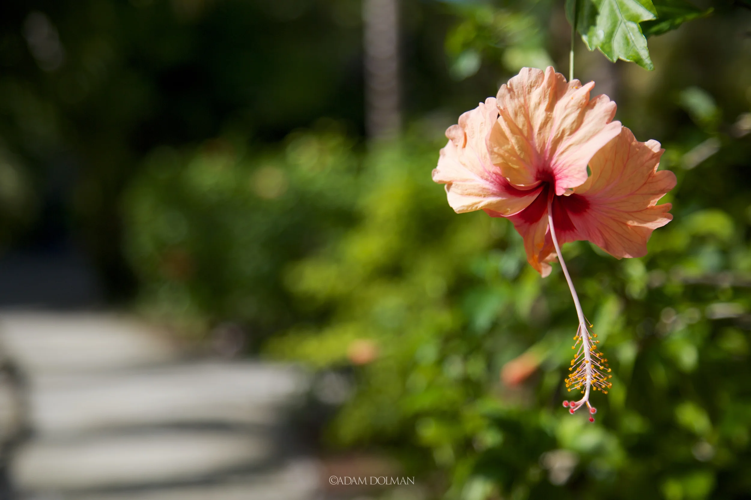 Belize Website-8.jpg