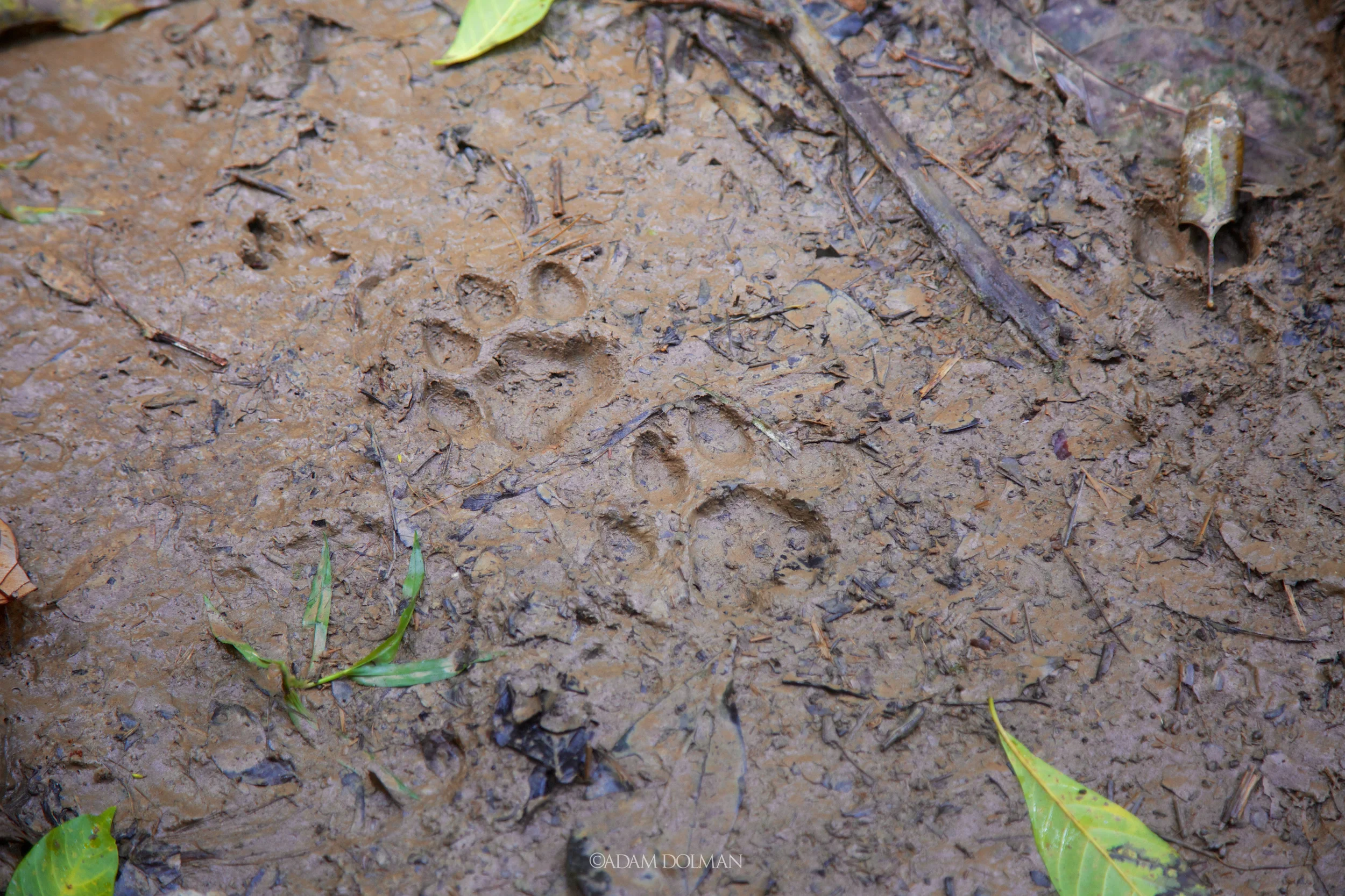 Belize Website-17.jpg