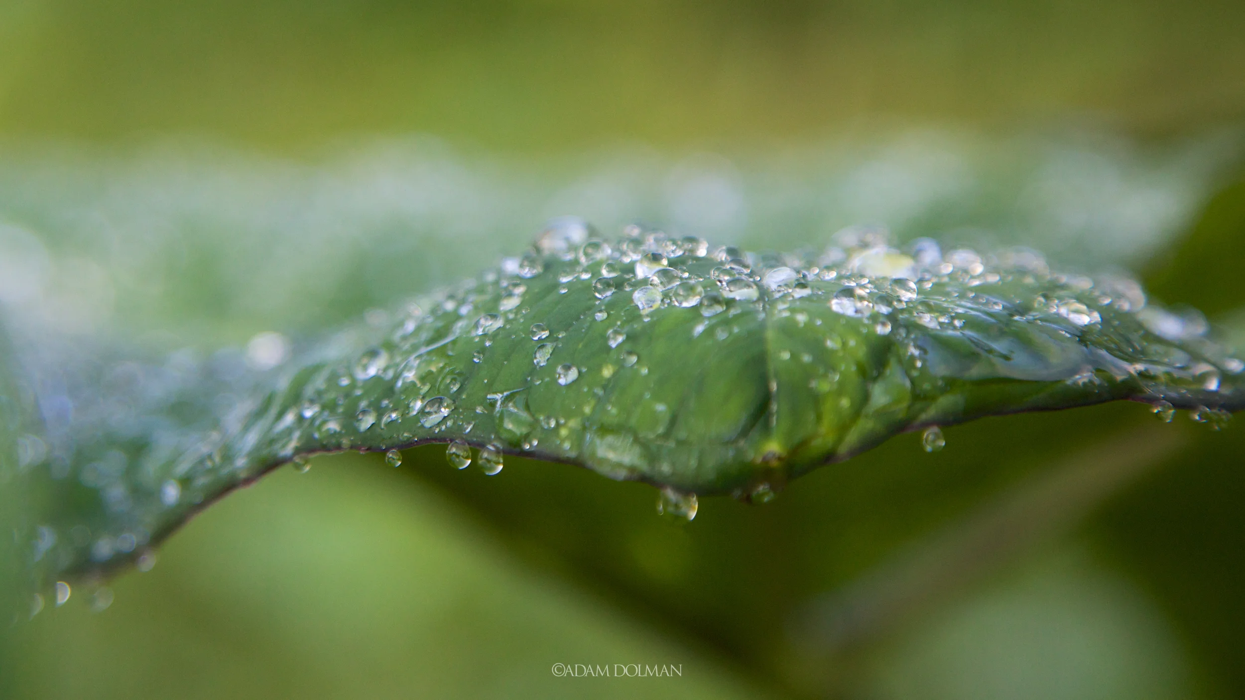 Belize Website-21.jpg