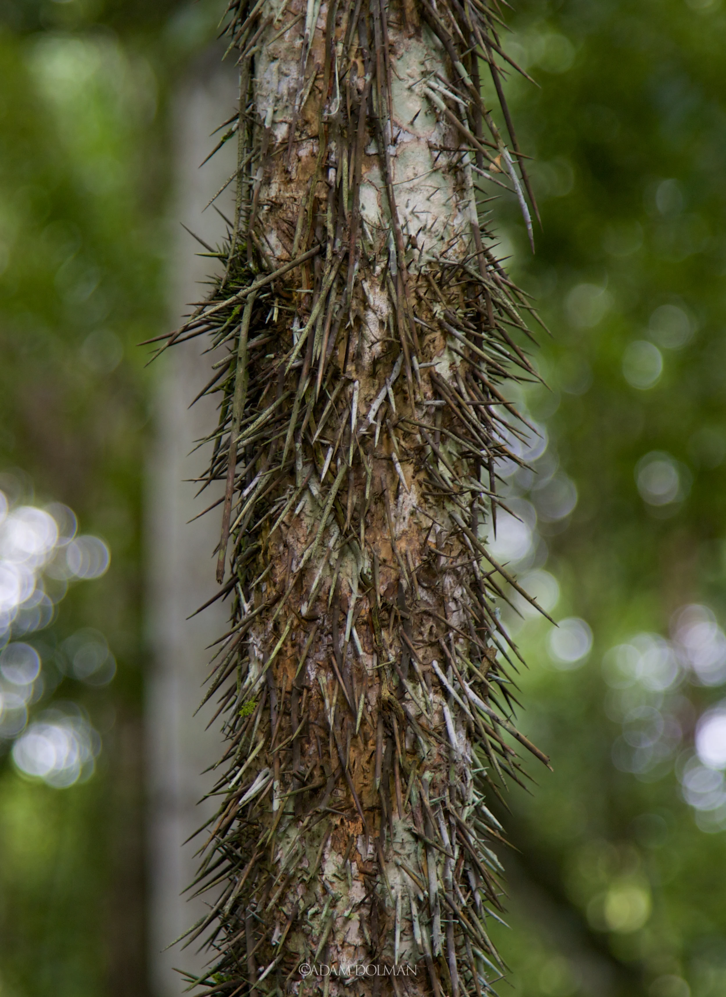 Belize Website-25.jpg