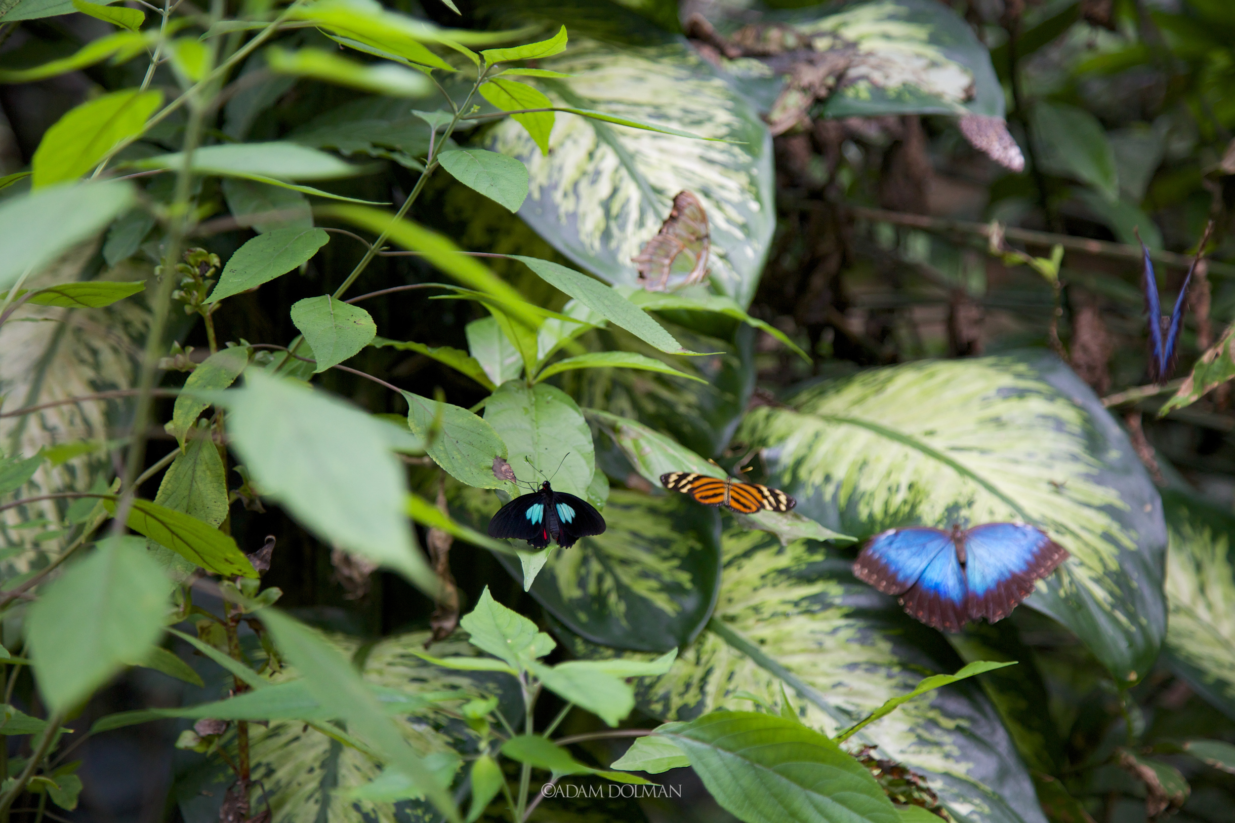 Belize Website-32.jpg