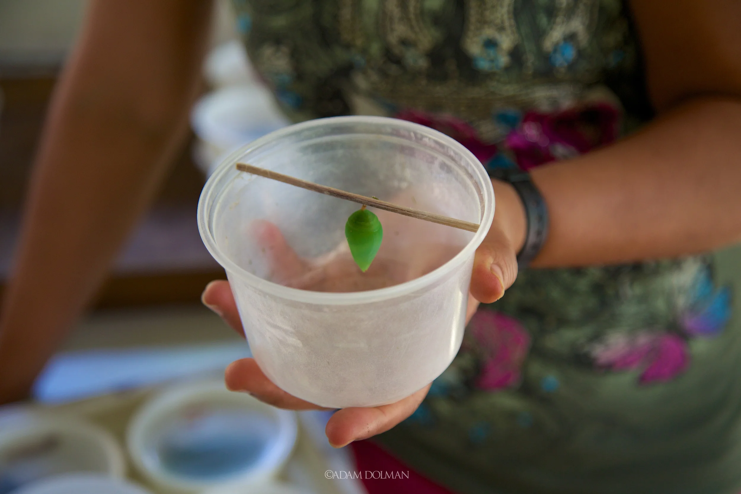 Belize Website-33.jpg