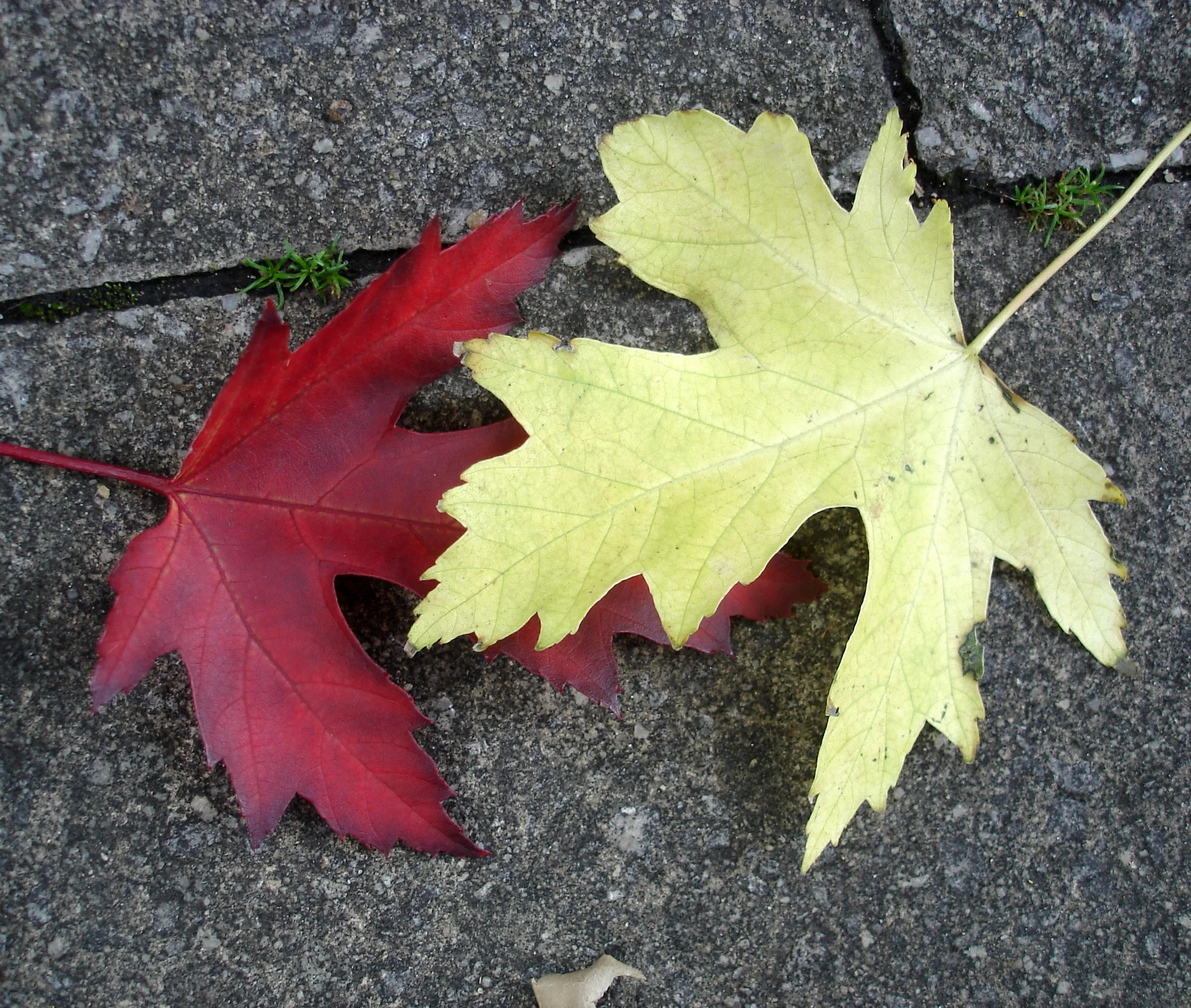 Red leaf, yellow leaf – the same but different