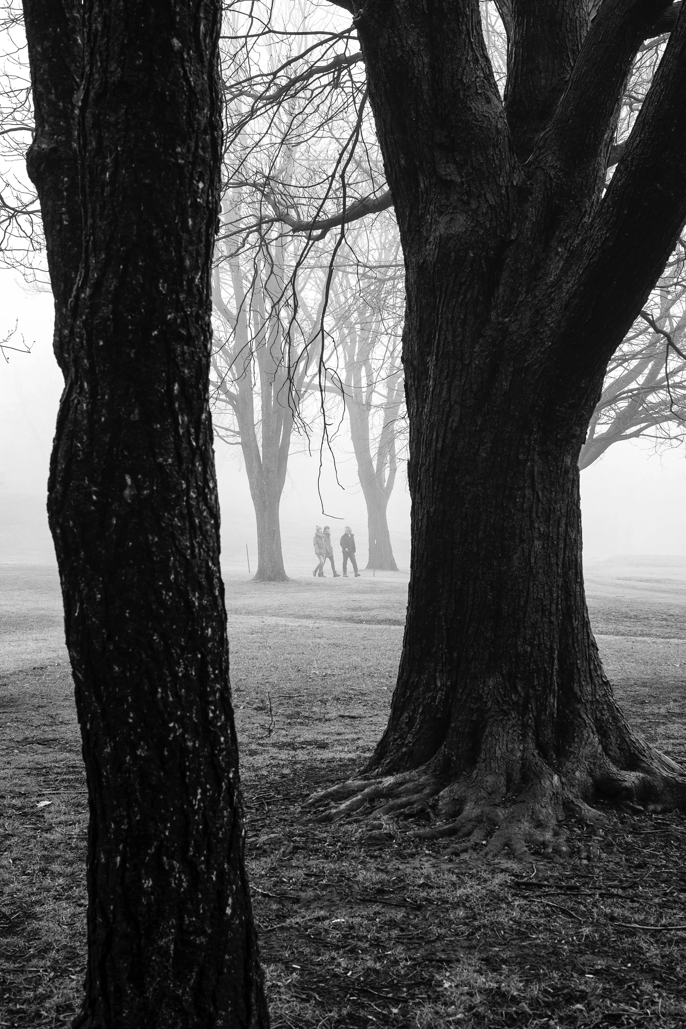 Foggy Day.jpg
