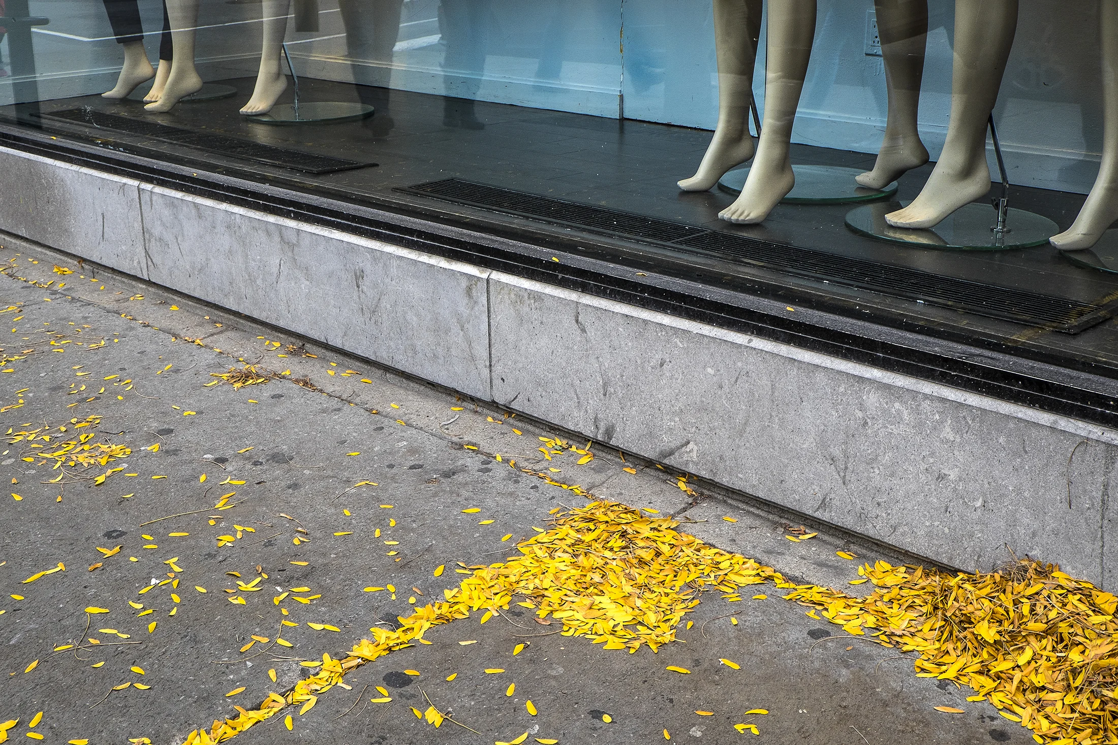 Legs and Leaves.jpg