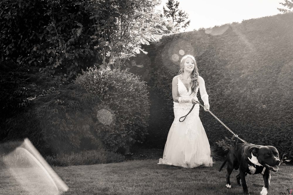 pitt bull at a wedding with bride  (2).jpg