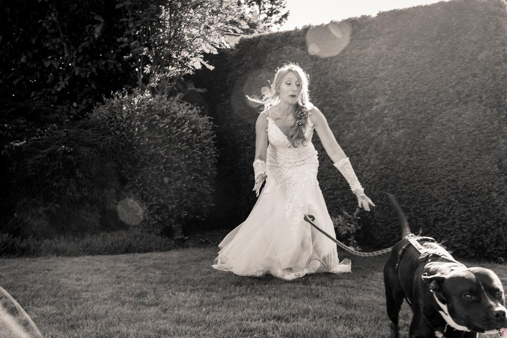 pitt bull at a wedding with bride  (3).jpg