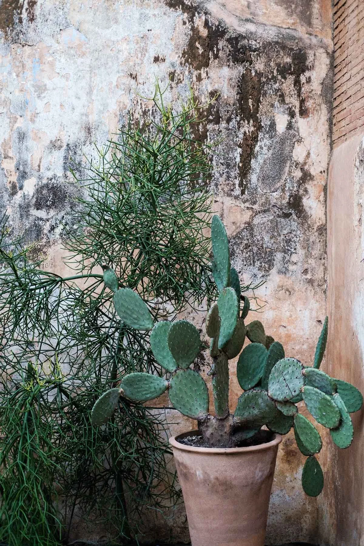 Native cactus and desert vegetation details integrated into the industrial architecture of La Fabrica Patio venue.