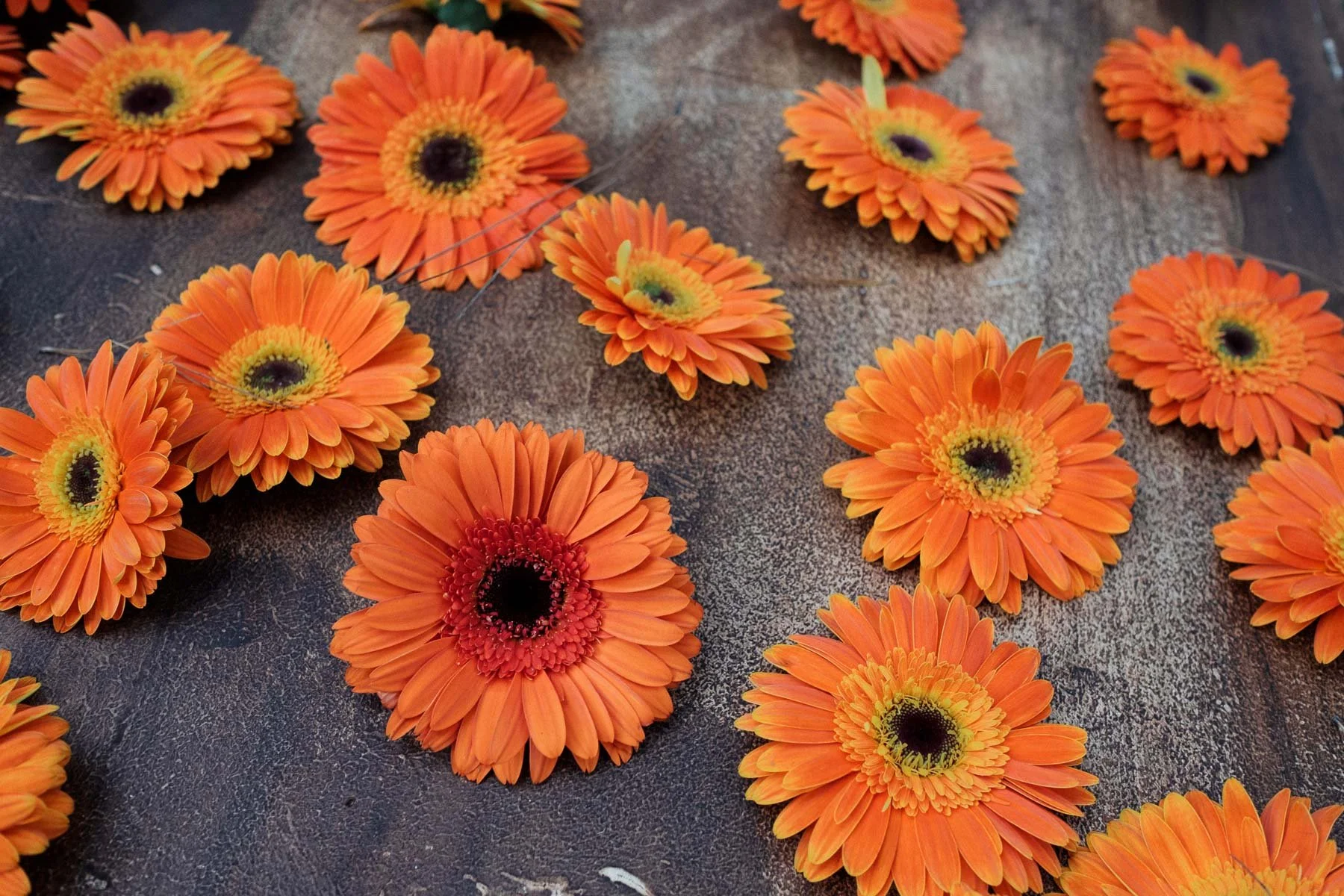 Detailed shot of orange decorative flowers on the ground of the ceremony aisle at Casa Dos Lagos, adding a pop of color to the forest setting.