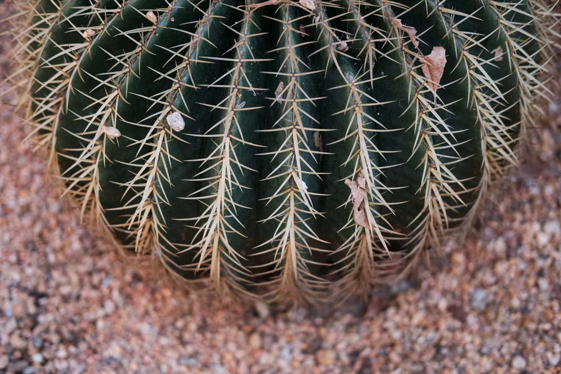 Courtyard cactus detail during a destination wedding at Hotel City Centro by Lucca Lazzarini.