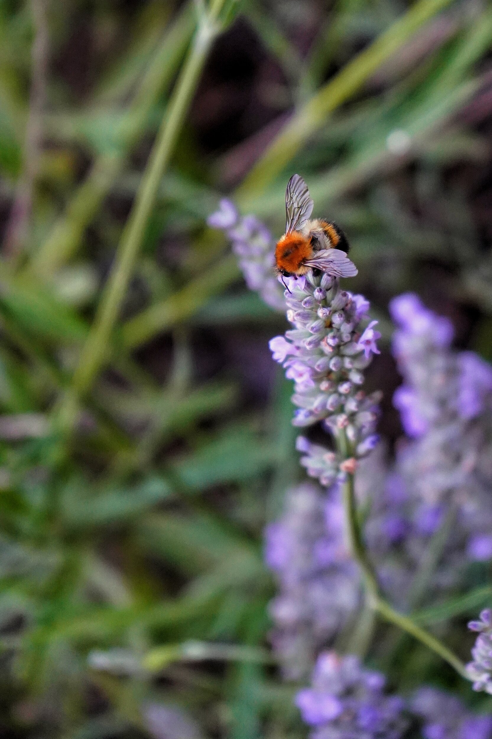 processed_20190802-2003 DSC06969-01.jpeg