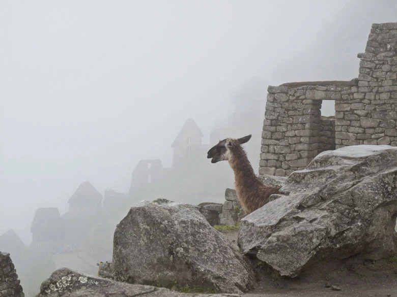 Lama and Fog, Macchi Picchi, Peru