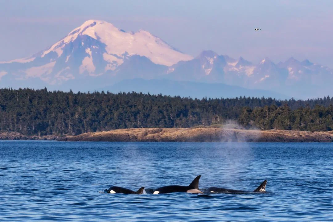 Orcas, Puget Sound and Mt. Baker