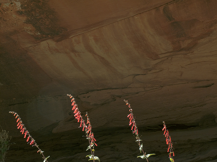 Barnbaum: Pentstemon at Alcove, Little Death Hollow