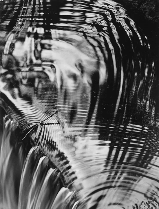 Lupin Leaves, Montana
