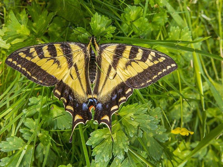 HomeSwallowtail#3-7-8-22.jpg