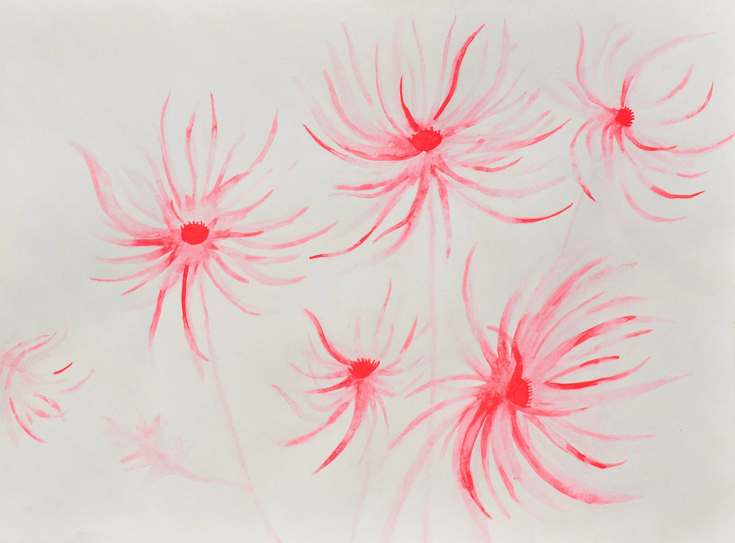 Spider Mum_Edited-3.jpg