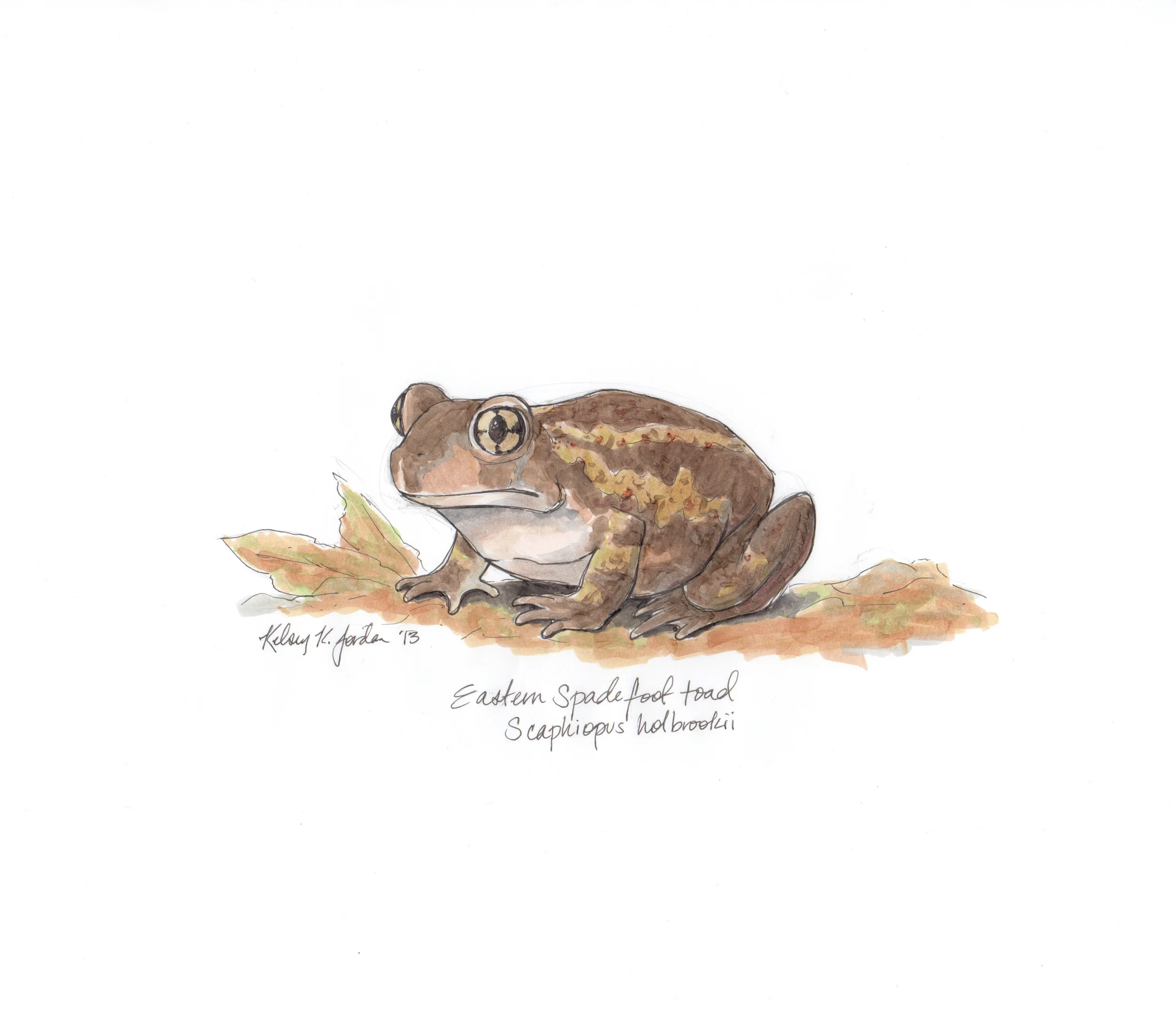 Eastern Spadefoot Toad