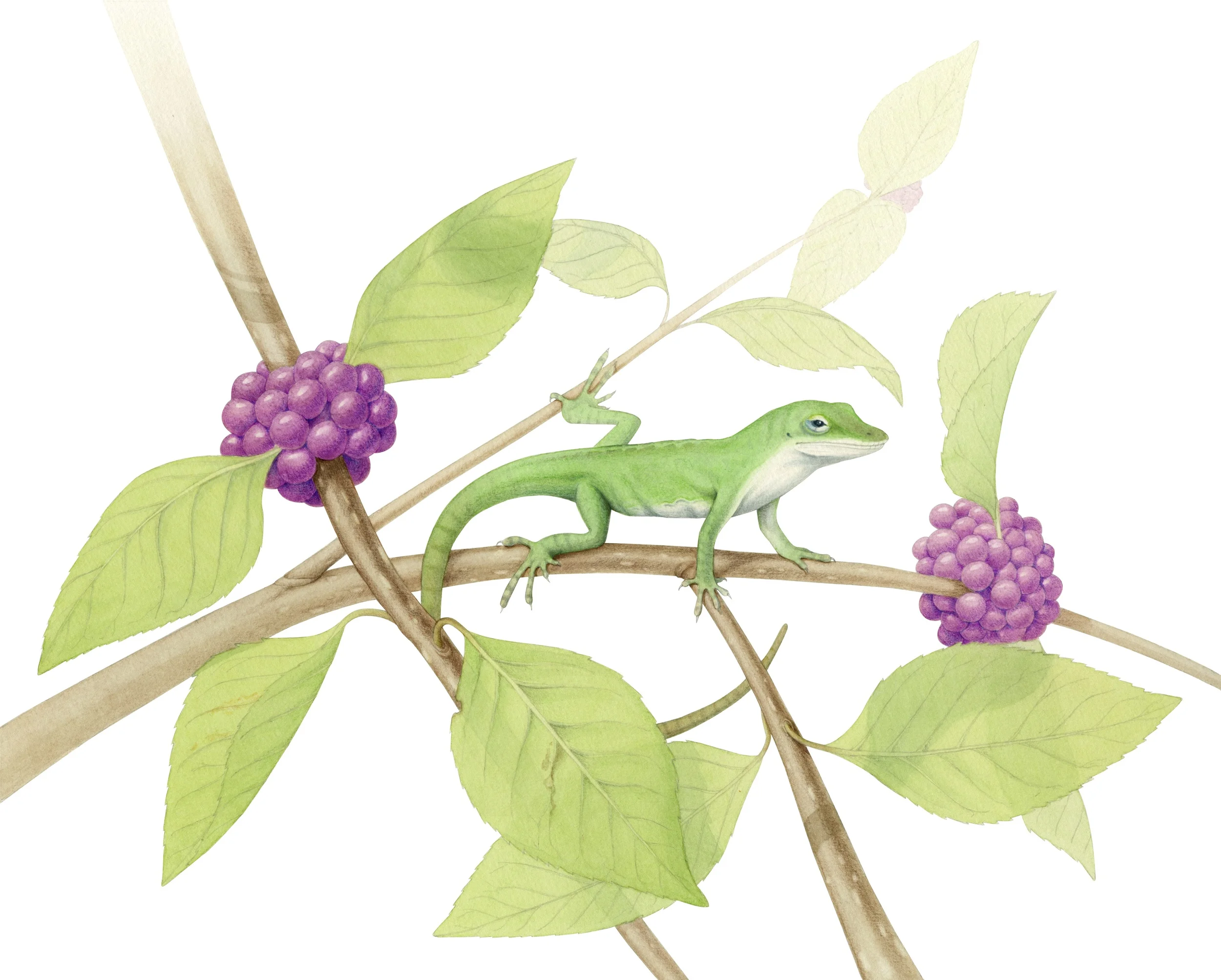 Anolis carolinensis
