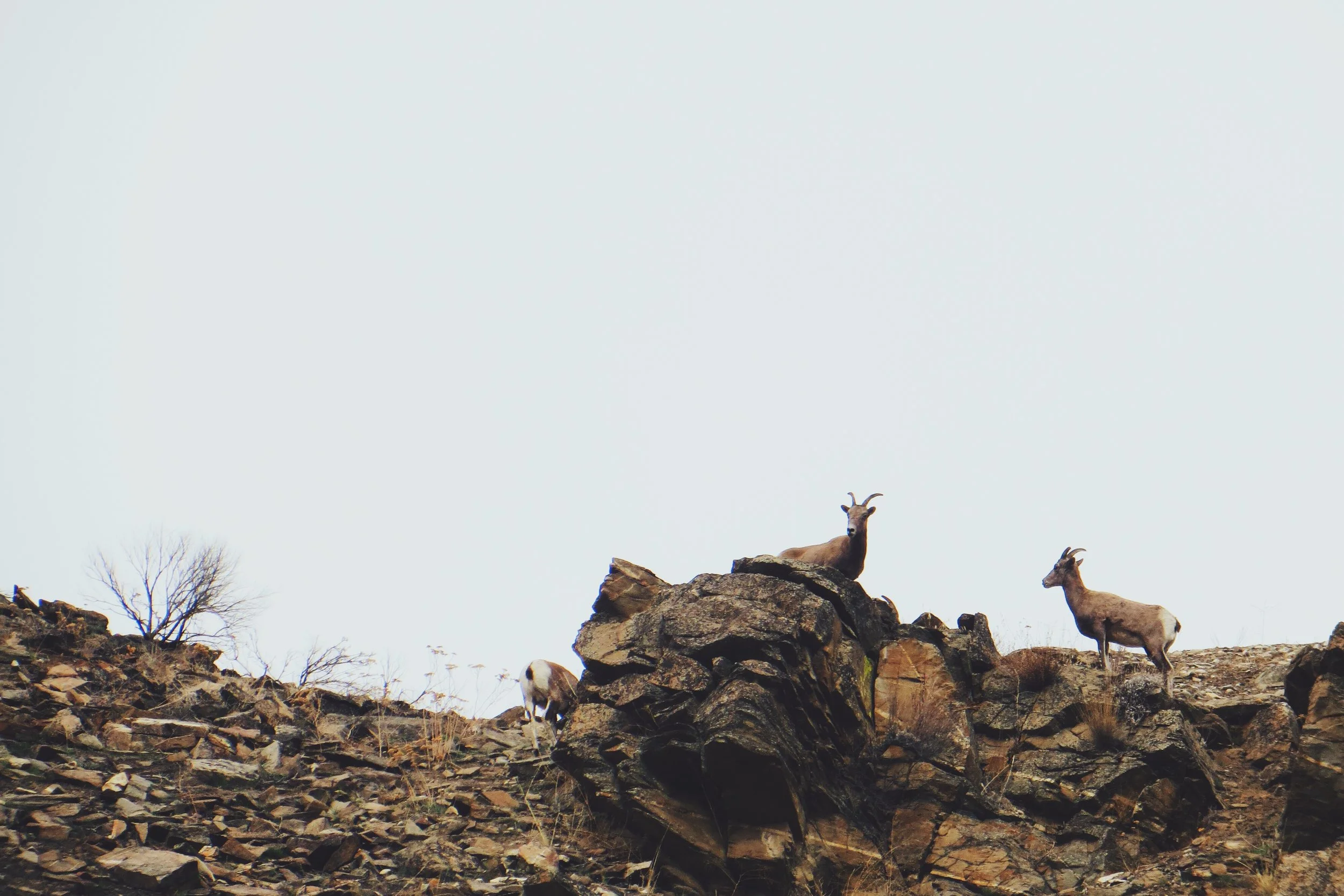 awestbrock-10.12.14-sheep1.JPG