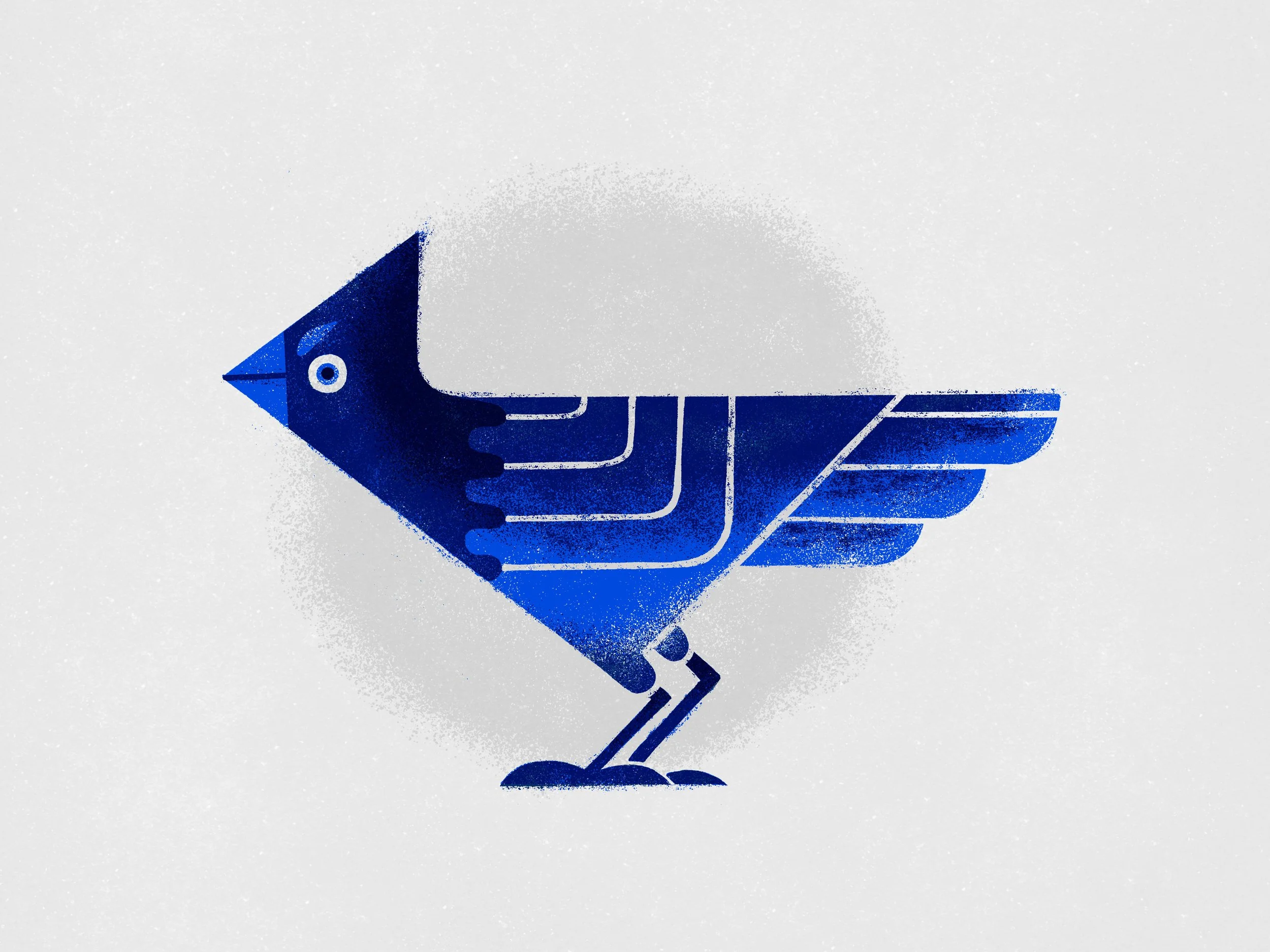 awestbrock-2022-stellers_jay1.jpg