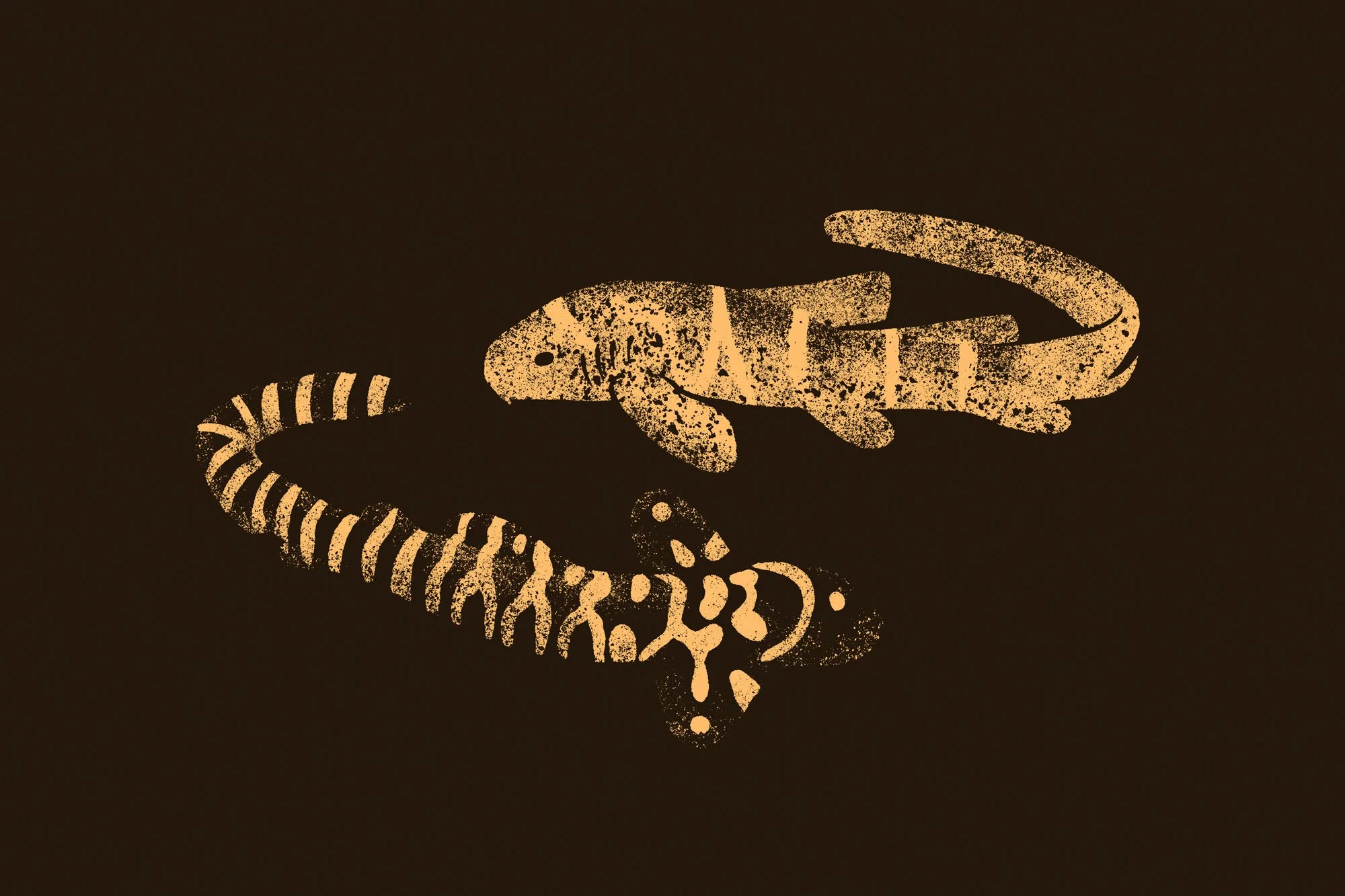 awestbrock-2024-leopard-shark1.jpg