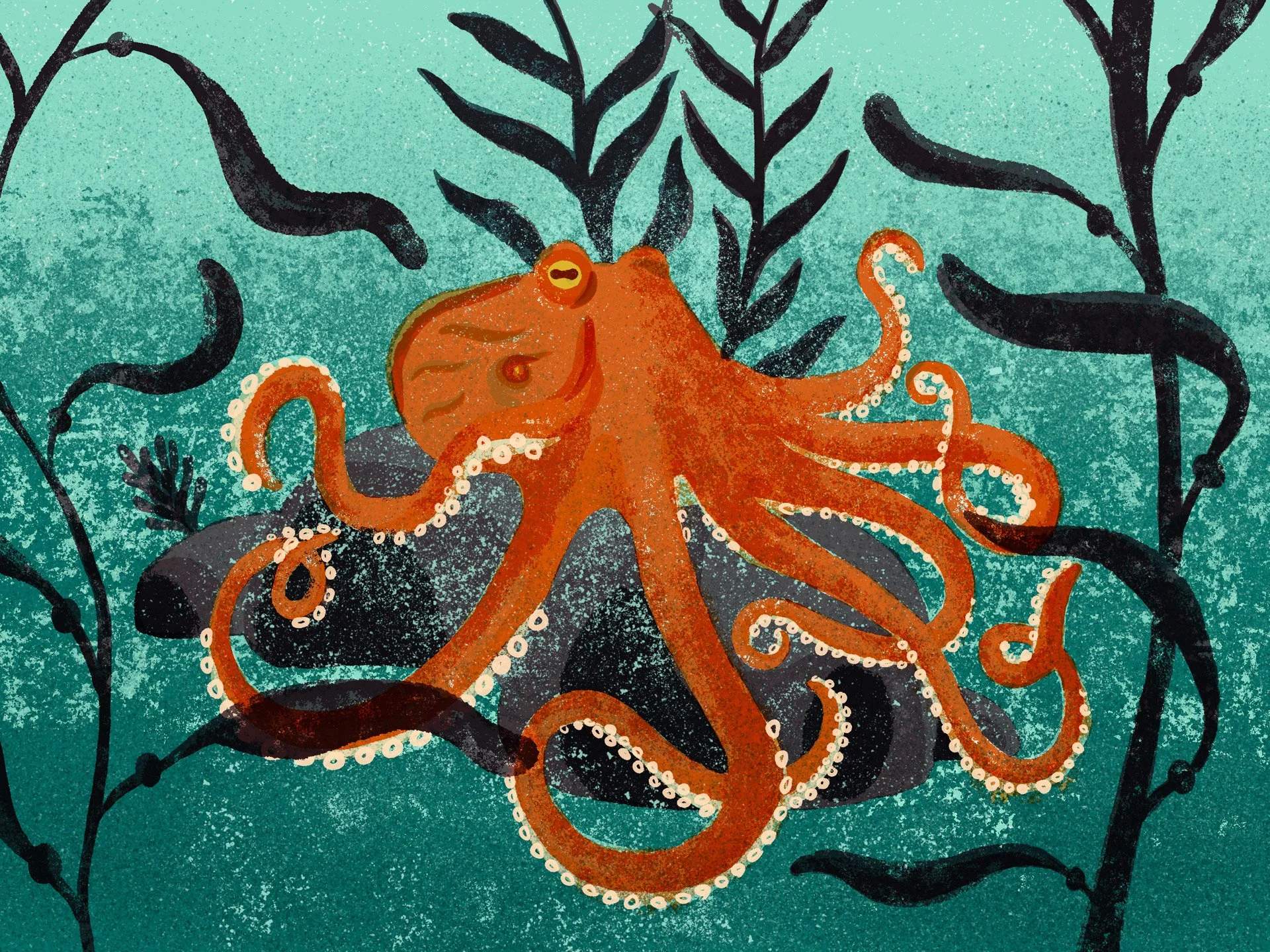SeaAqua-2023-Pacific_Octopus1.jpg