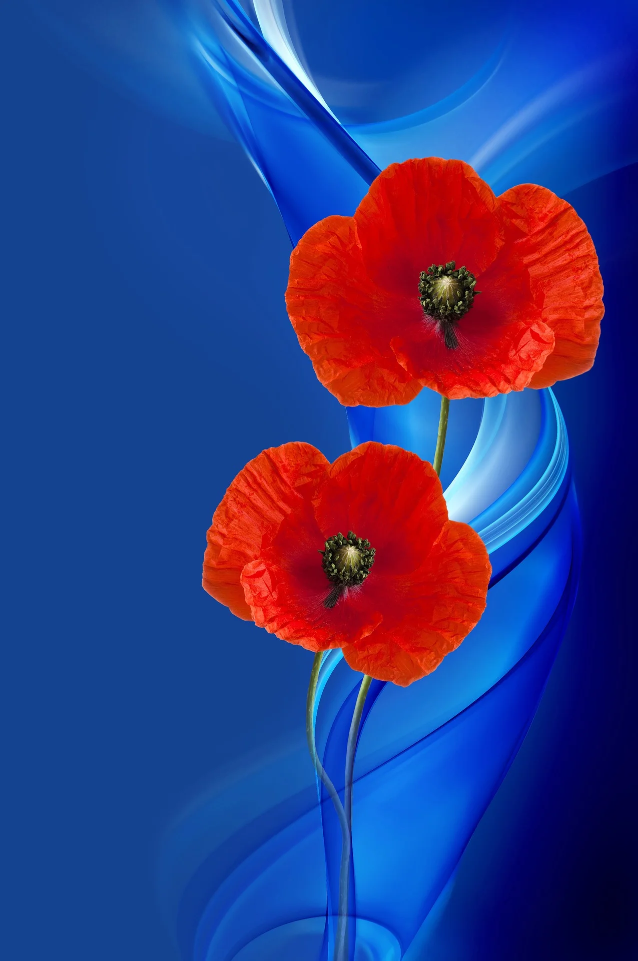 poppy-2920313_1920.jpg