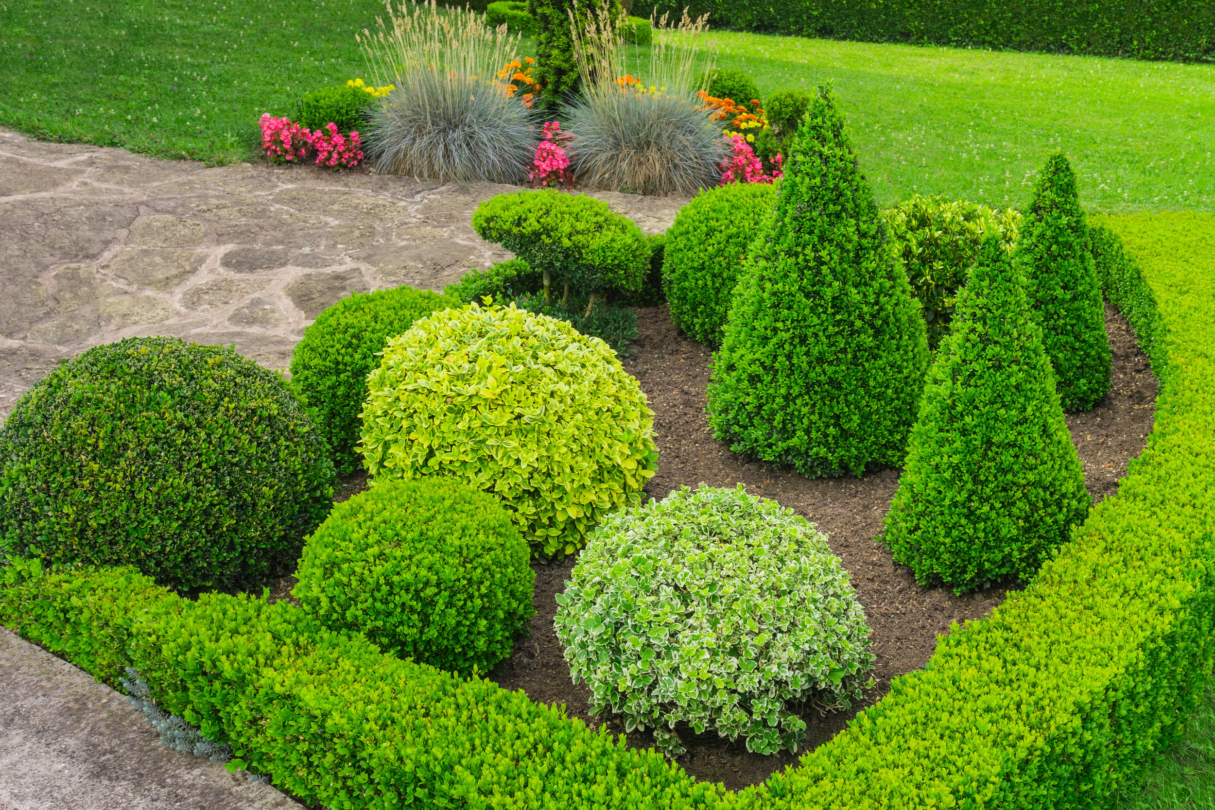 plant design defined clean garden evergreen boxwood color
