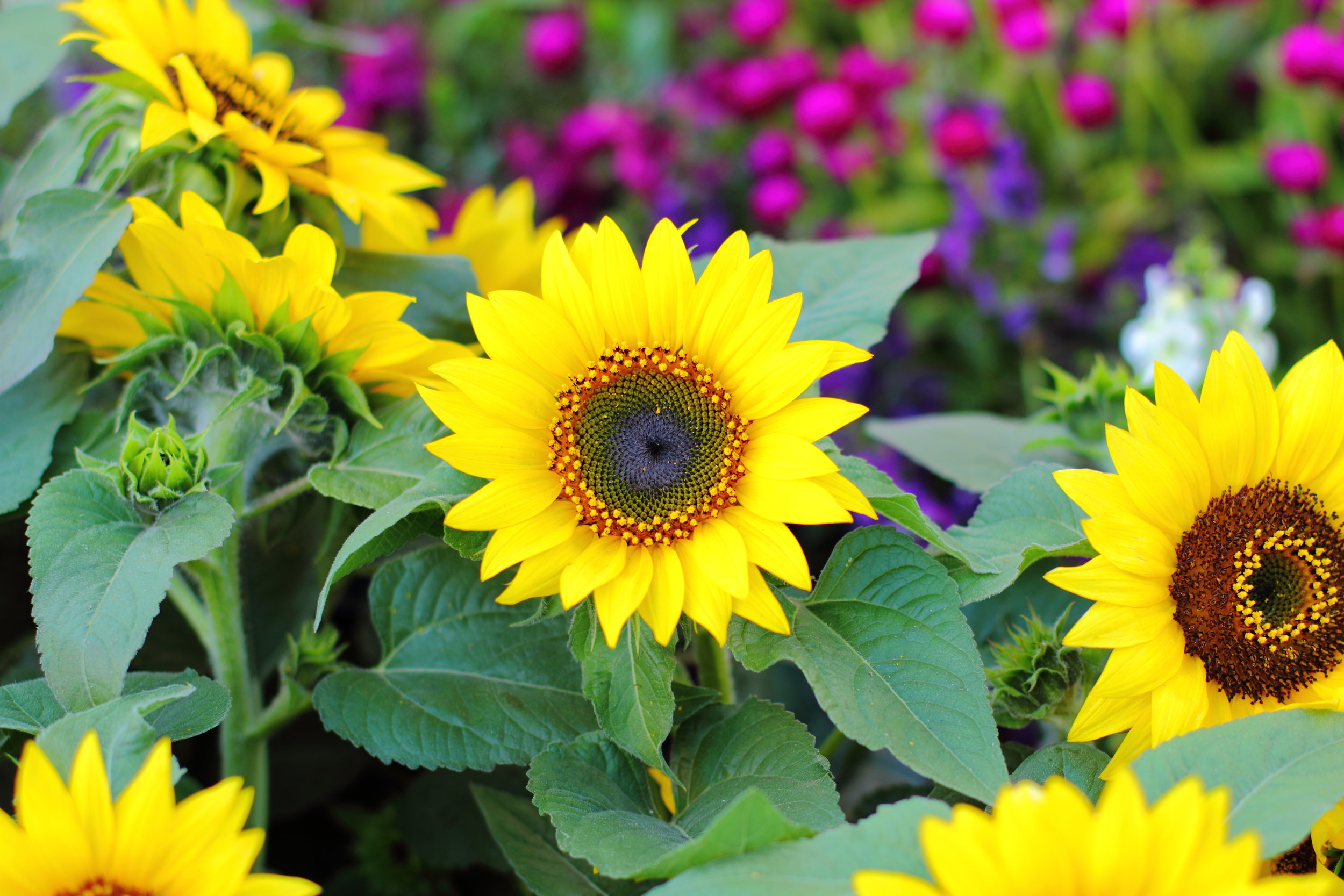 planting color sunflower perennials