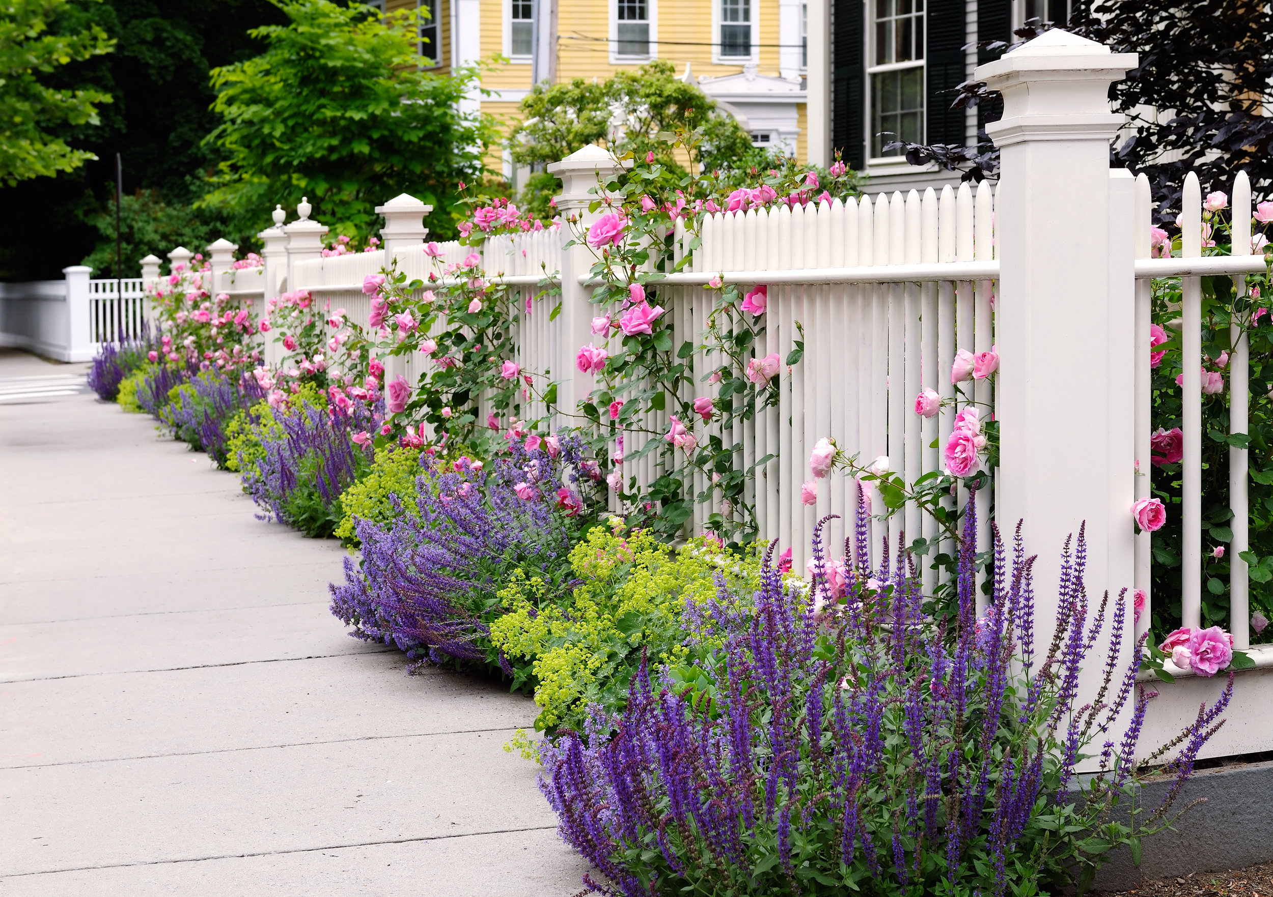 fence plantings white picket landscape design pretty beautiful