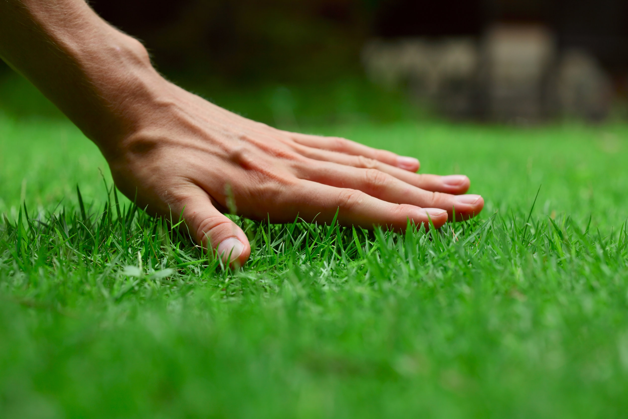 lawn care turf green grass fertilize service IPM