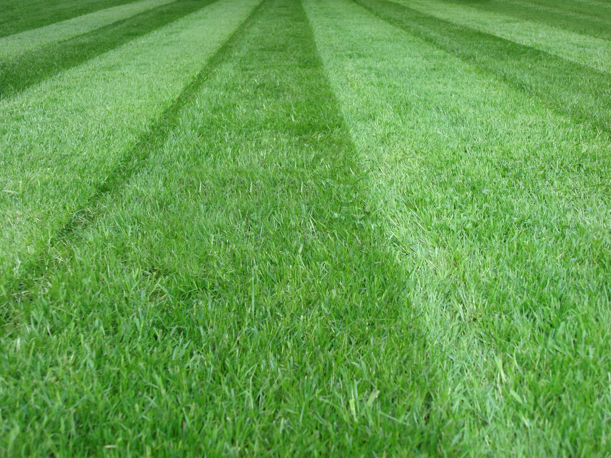 lawn mowing service green grass clean.jpeg