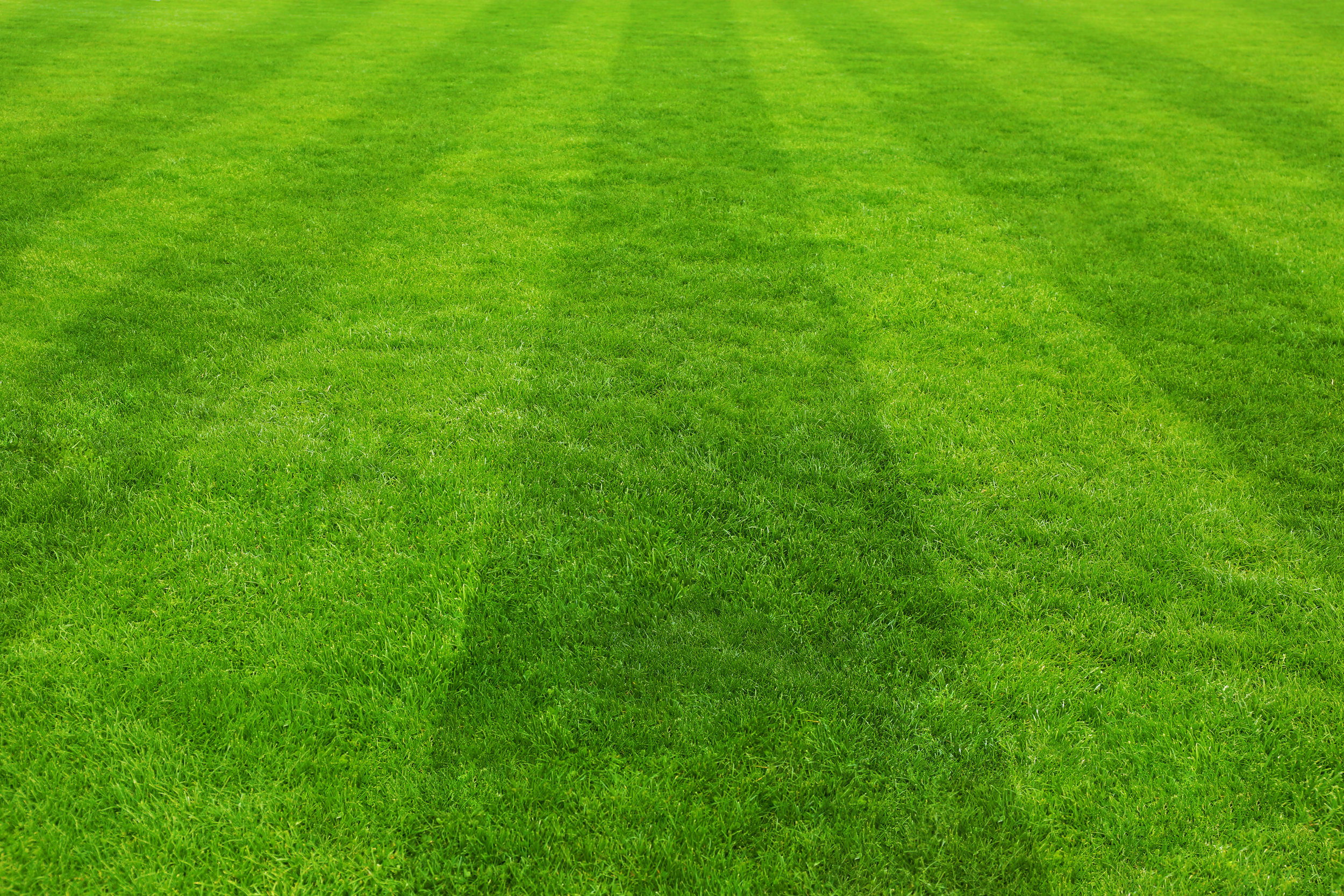 lawn rolling green grass flat smooth lawn