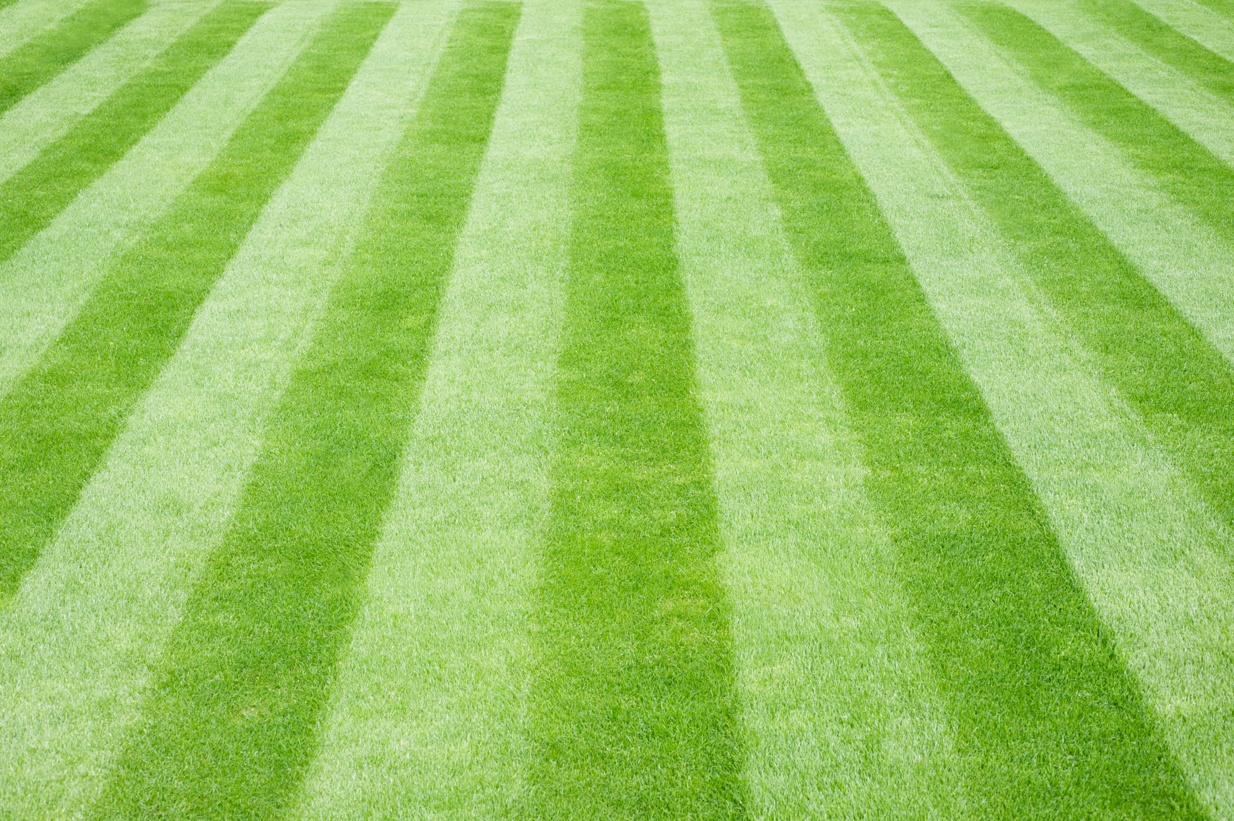 lawn rolling roll flat green grass smooth