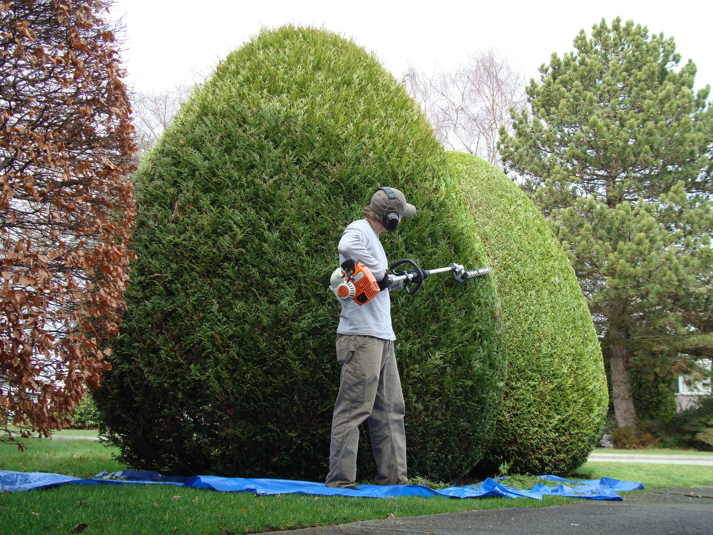 landscape bed maintenance pruning clean edge shrub
