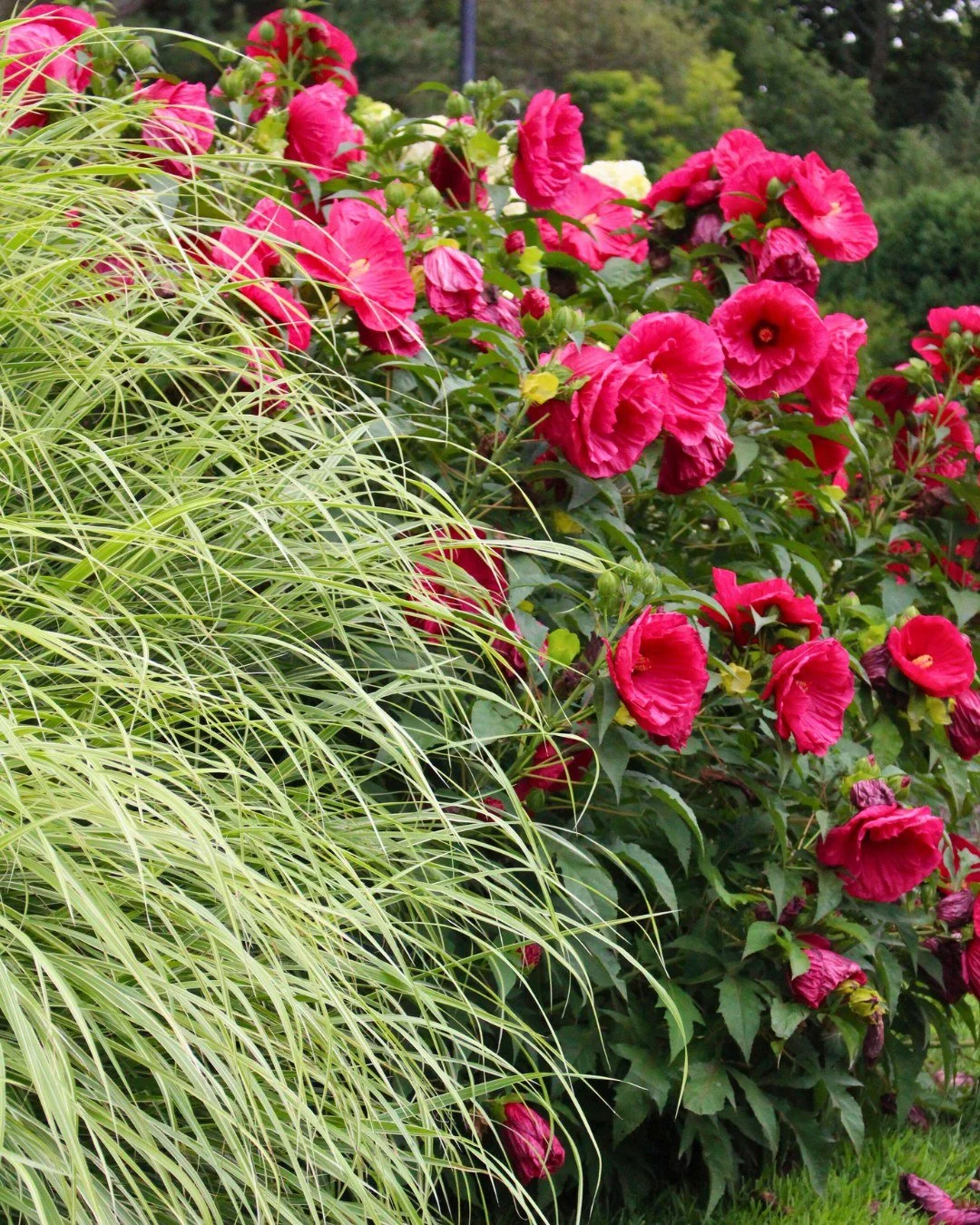 The secret&rsquo;s out&hellip; the gardens are loving this Rochester summer heat 😎
