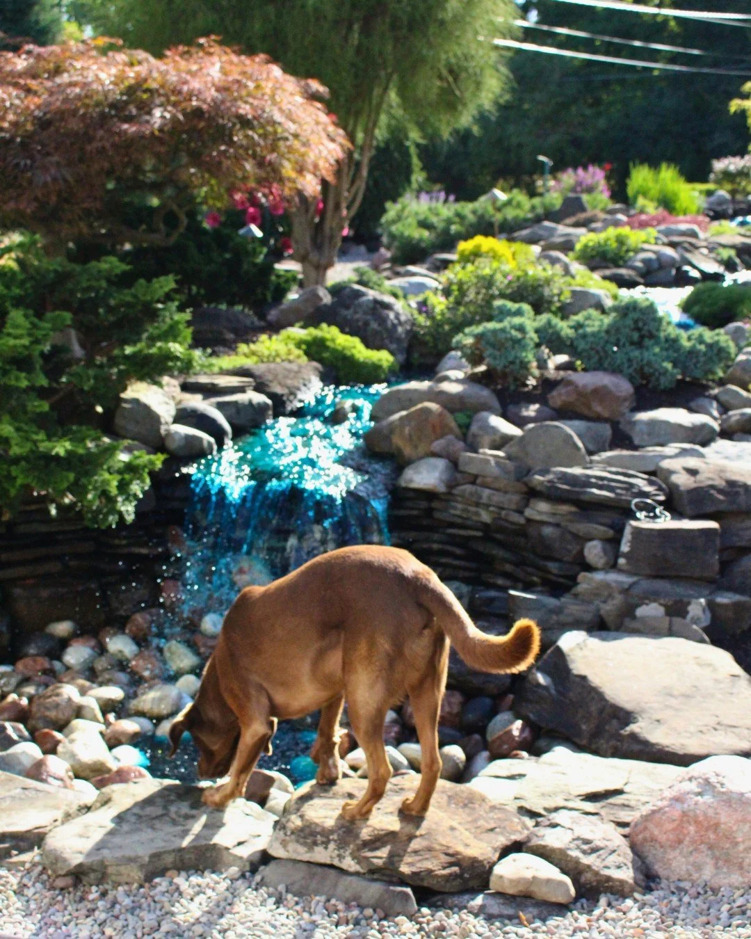 Let us build a yard even your dog would love.