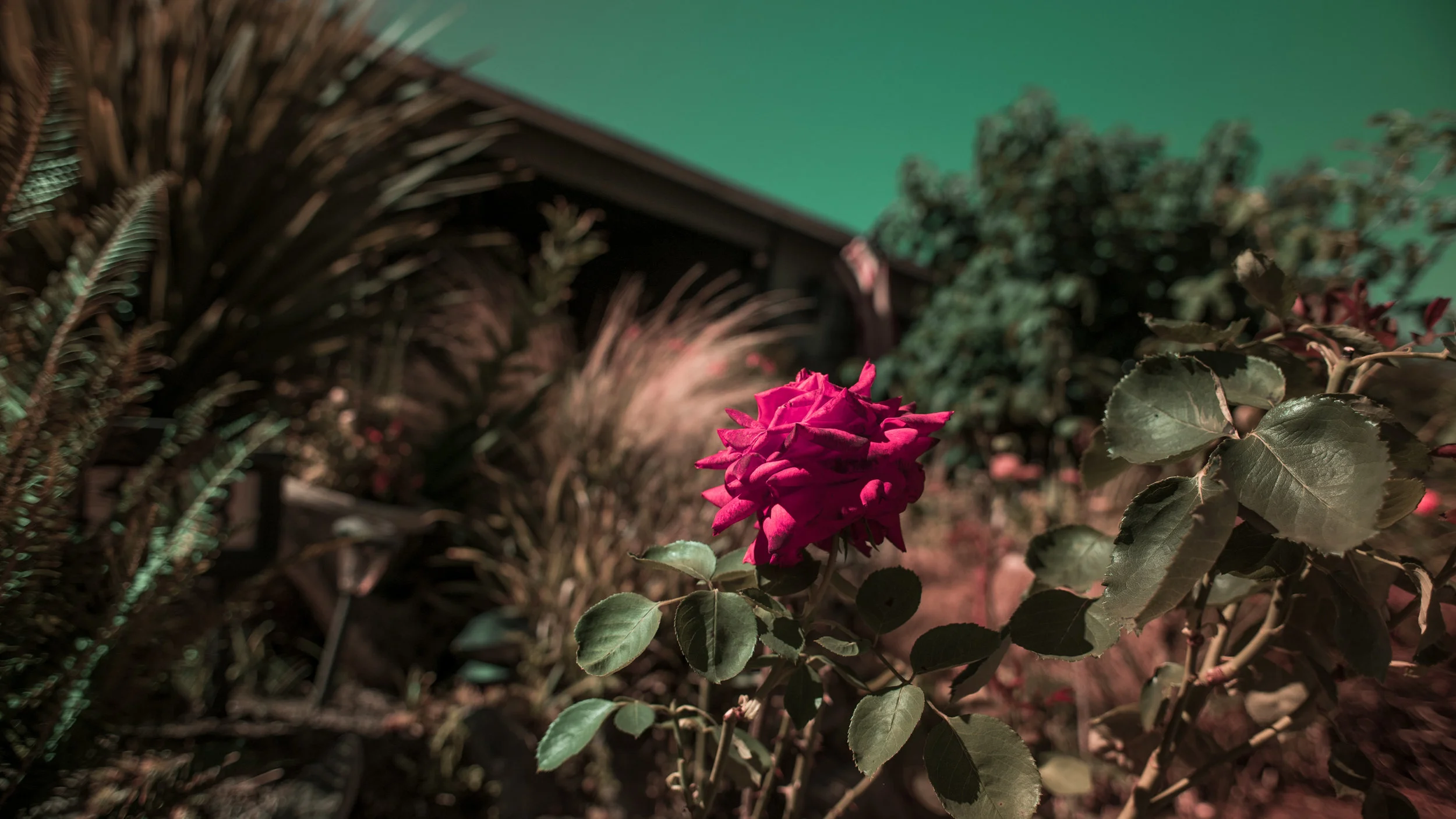 DSC01375.jpg